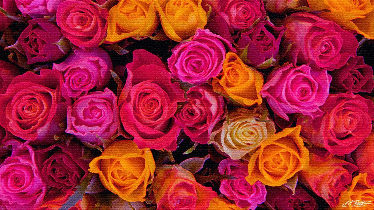 1280x720 Roses Wallpaper For Computer Wallpaper & Background Download