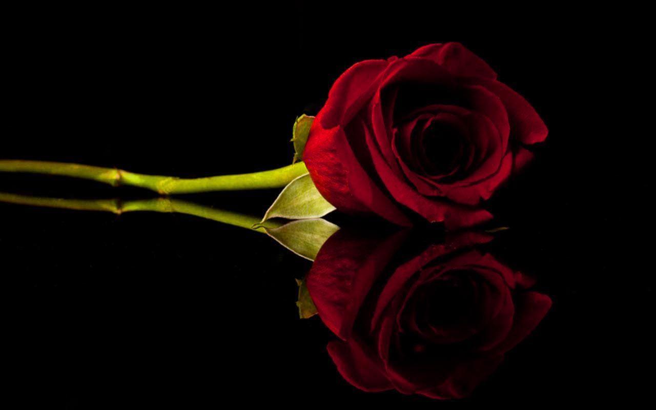 1280x800 Black Roses Desktop Wallpaper