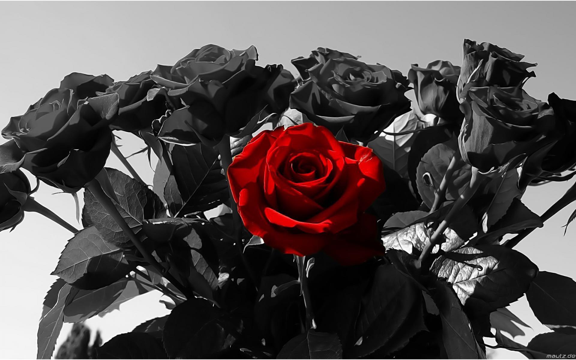 1920x1200 Black Rose phone, desktop wallpaper, picture, photo, bckground image