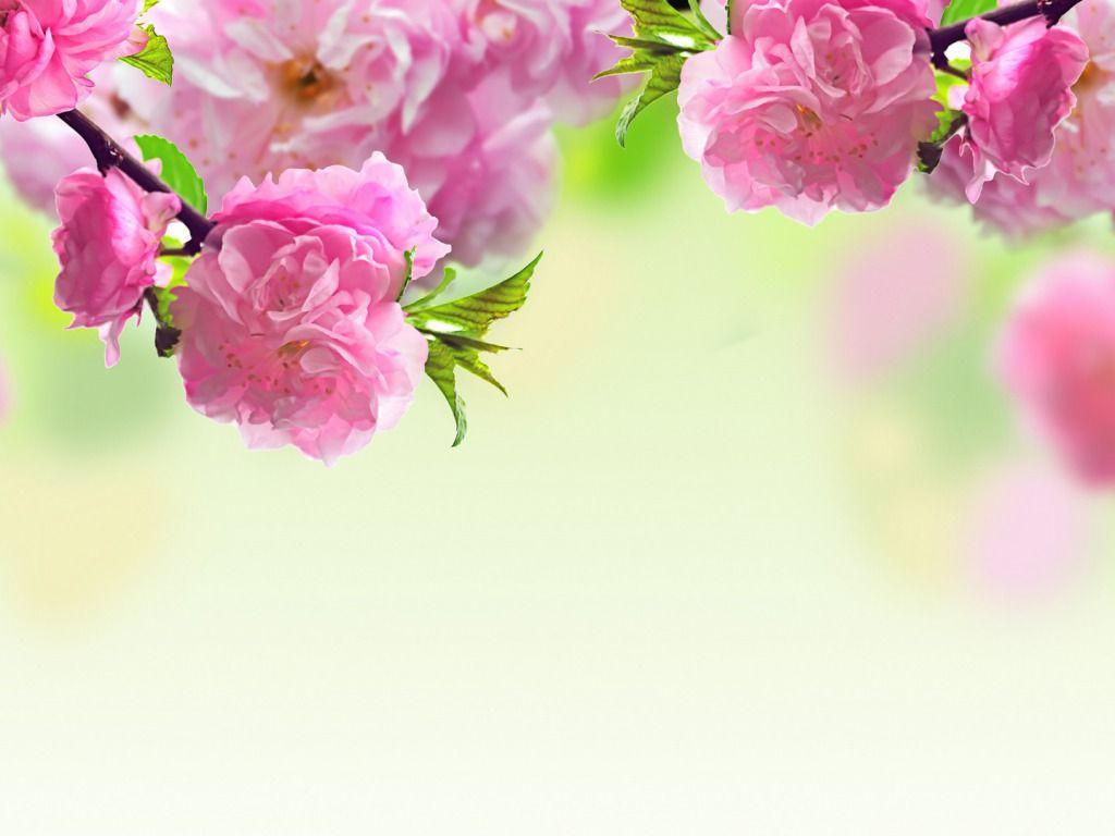 1024x768 Rose Desktop Wallpaper. One HD Wallpaper Picture Background