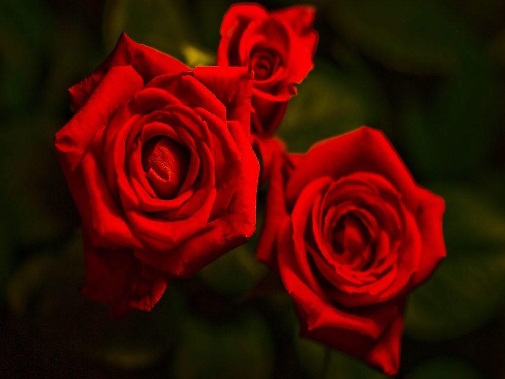 Beautiful Red Wallpapers Top Free Beautiful Red Backgrounds