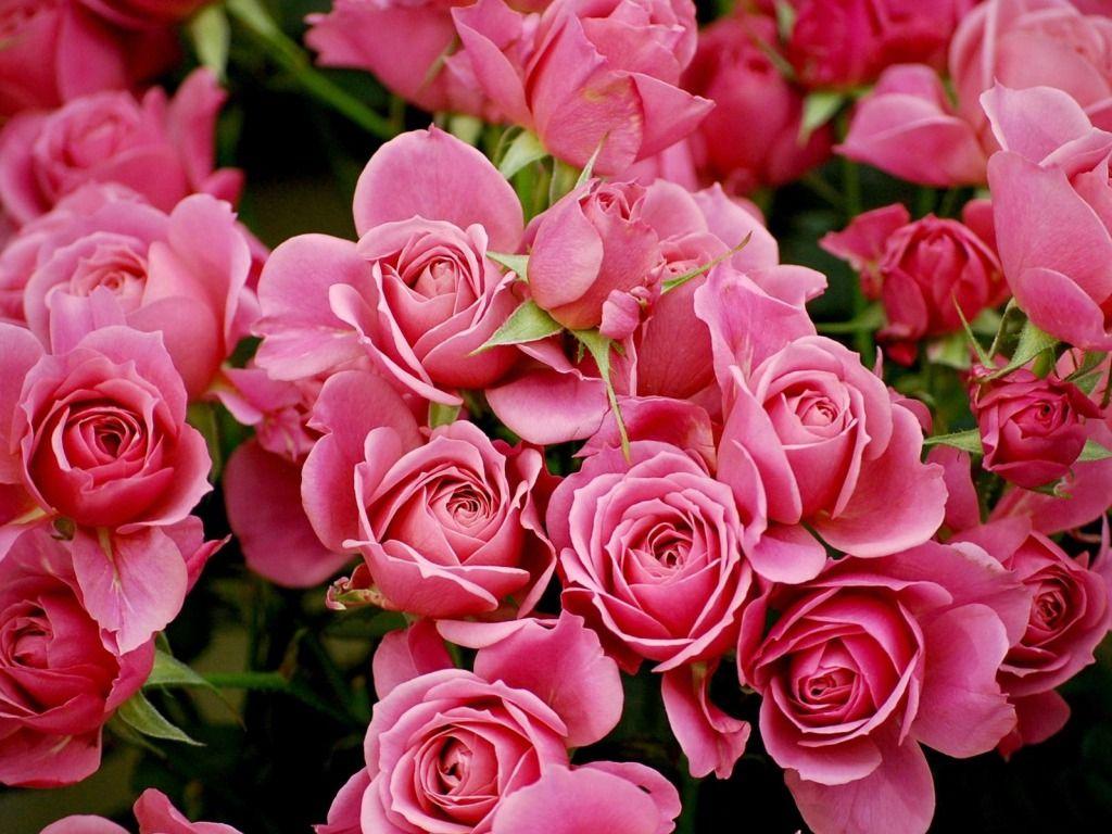 1024x768 Free download Pink Rose Wallpaper HD Picture Flowers One HD [1024x768] for your Desktop, Mobile & Tablet. Explore Roses Wallpaper Desktop. Roses Image & Wallpaper, Free Rose Wallpaper for