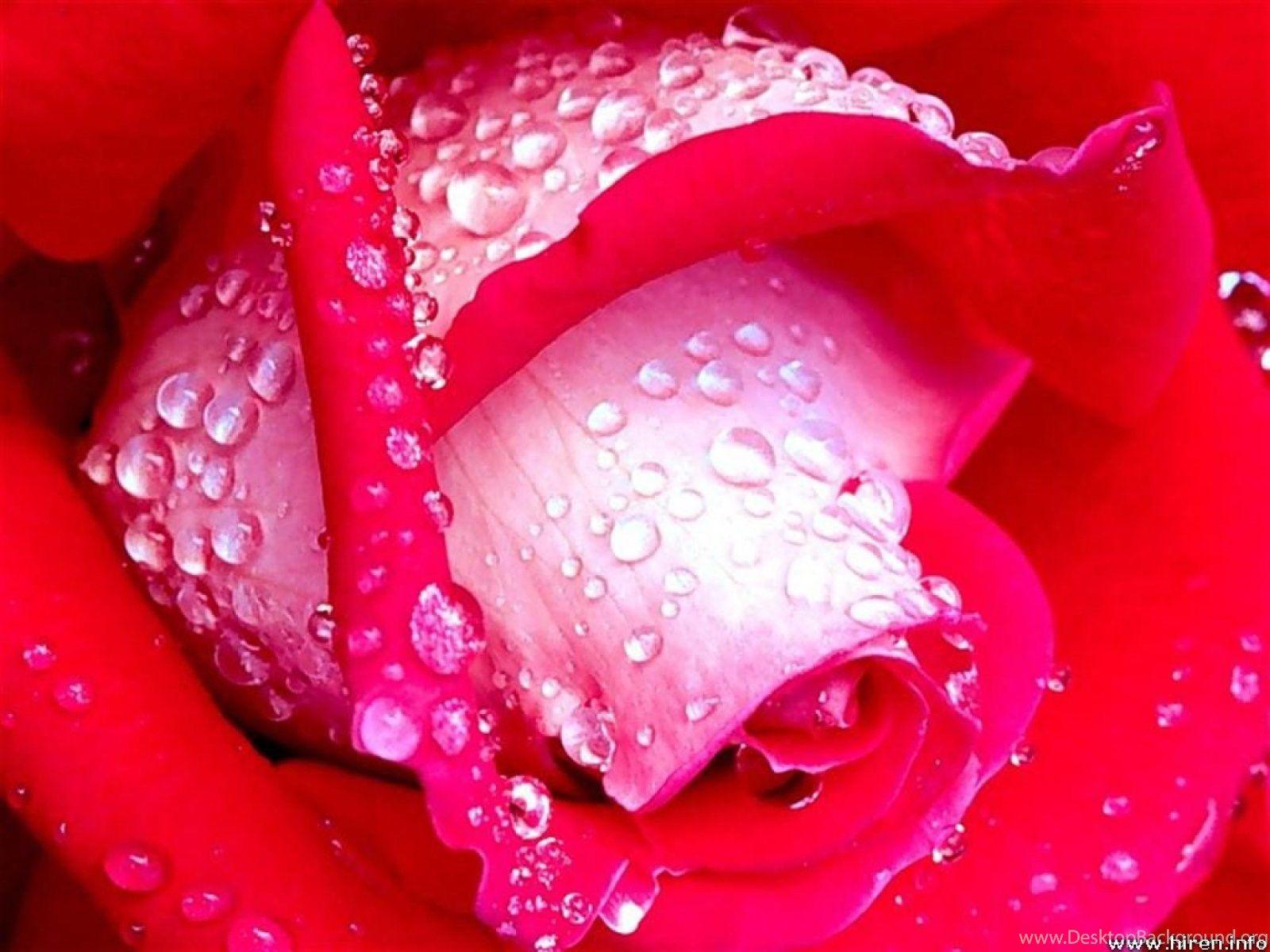 1600x1200 Rose Computer Wallpaper, Desktop Background Desktop Background