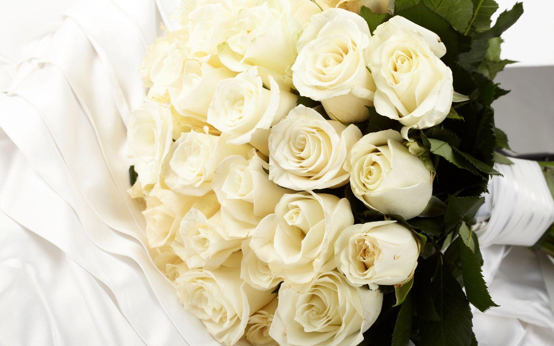 1920x1200 White Rose Wallpaper Image Photo Picture Background
