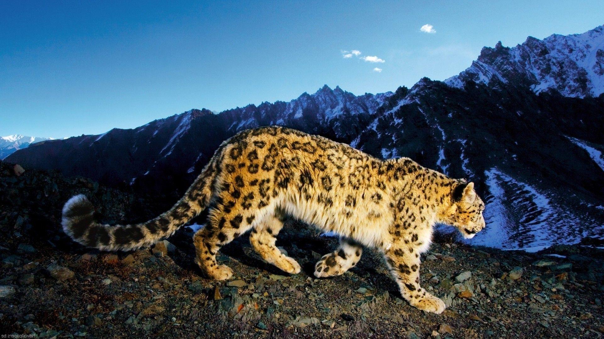 1920x1080 Snow Leopard Wallpaper & Background Download