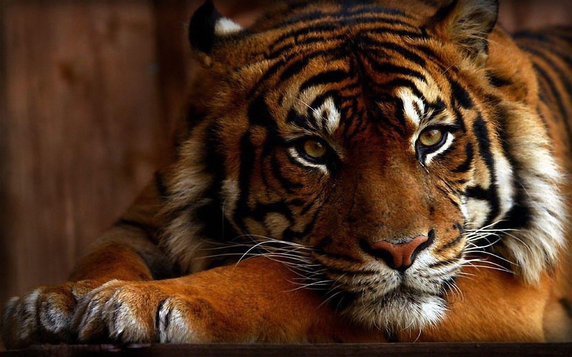 1920x1200 Download Tiger Wallpaper Wide For Widescreen Wallpaper > SubWallpaper