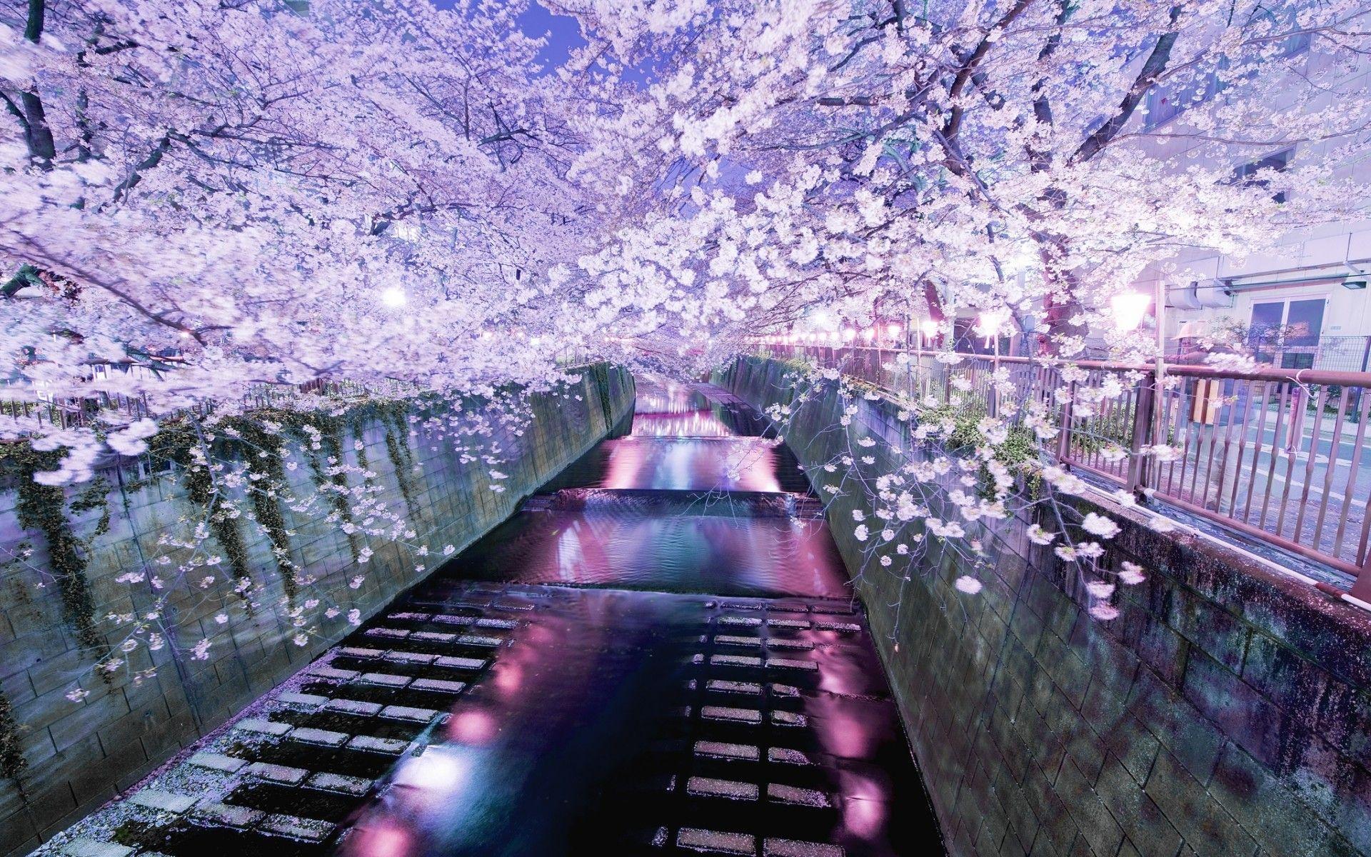 1920x1200 Japanese Garden Wallpaper, Hd, Flowers, A Japanese Blossom Tokyo River Wallpaper & Background Download