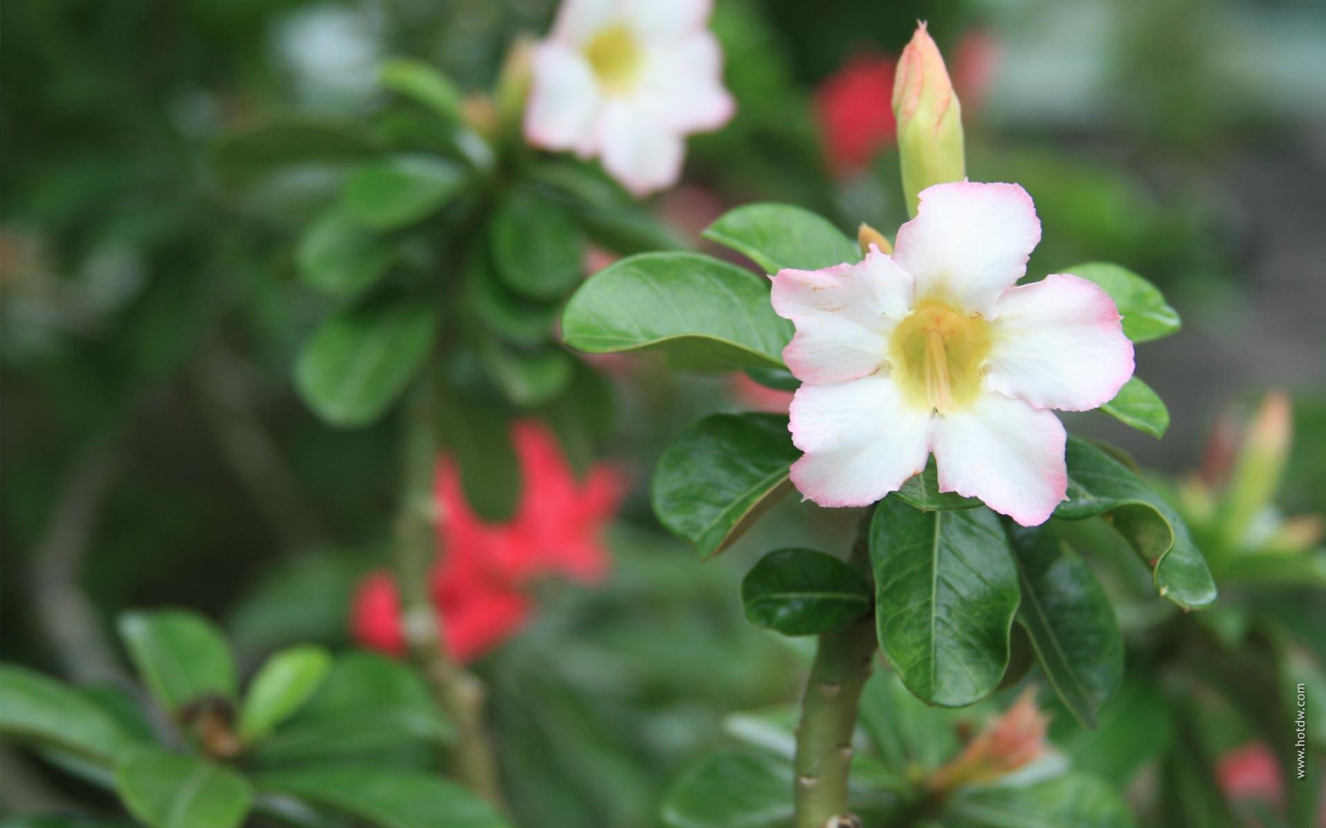 1920x1200 Wallpaper, garden, flower, computer, background, available, desktop