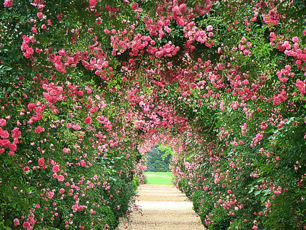 1024x768 Free download Rose Garden Wallpaper wallpaper Rose Garden Wallpaper HD wallpaper [1024x768] for your Desktop, Mobile & Tablet. Explore Wallpaper Gardens. Rose Garden Wallpaper, Flower Garden Wallpaper, Zen Garden Wallpaper