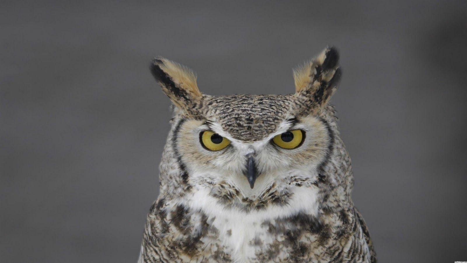 1600x900 HD 4K Owl Wallpaper 1080p For Desktop (2020)