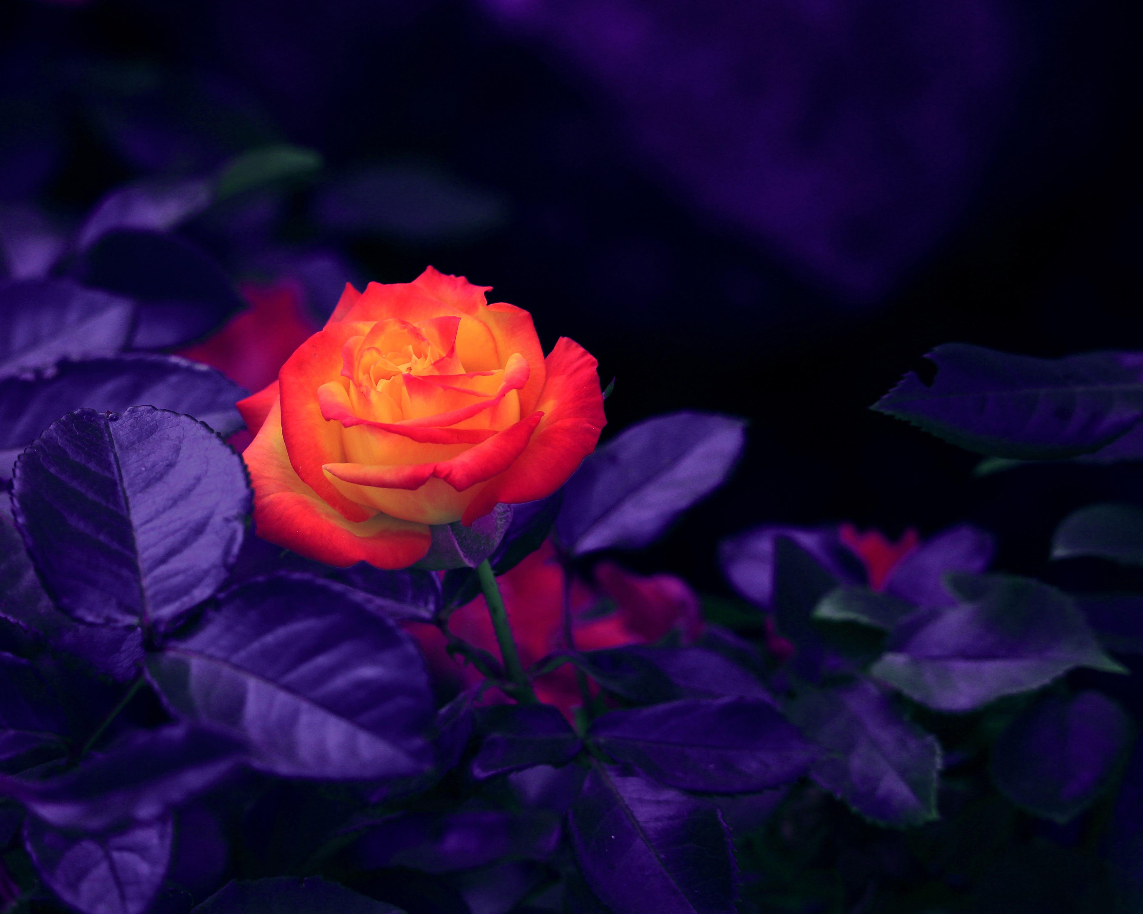 3968x3174 Download wallpaper 3968x3174 rose, bud, orange, purple HD background