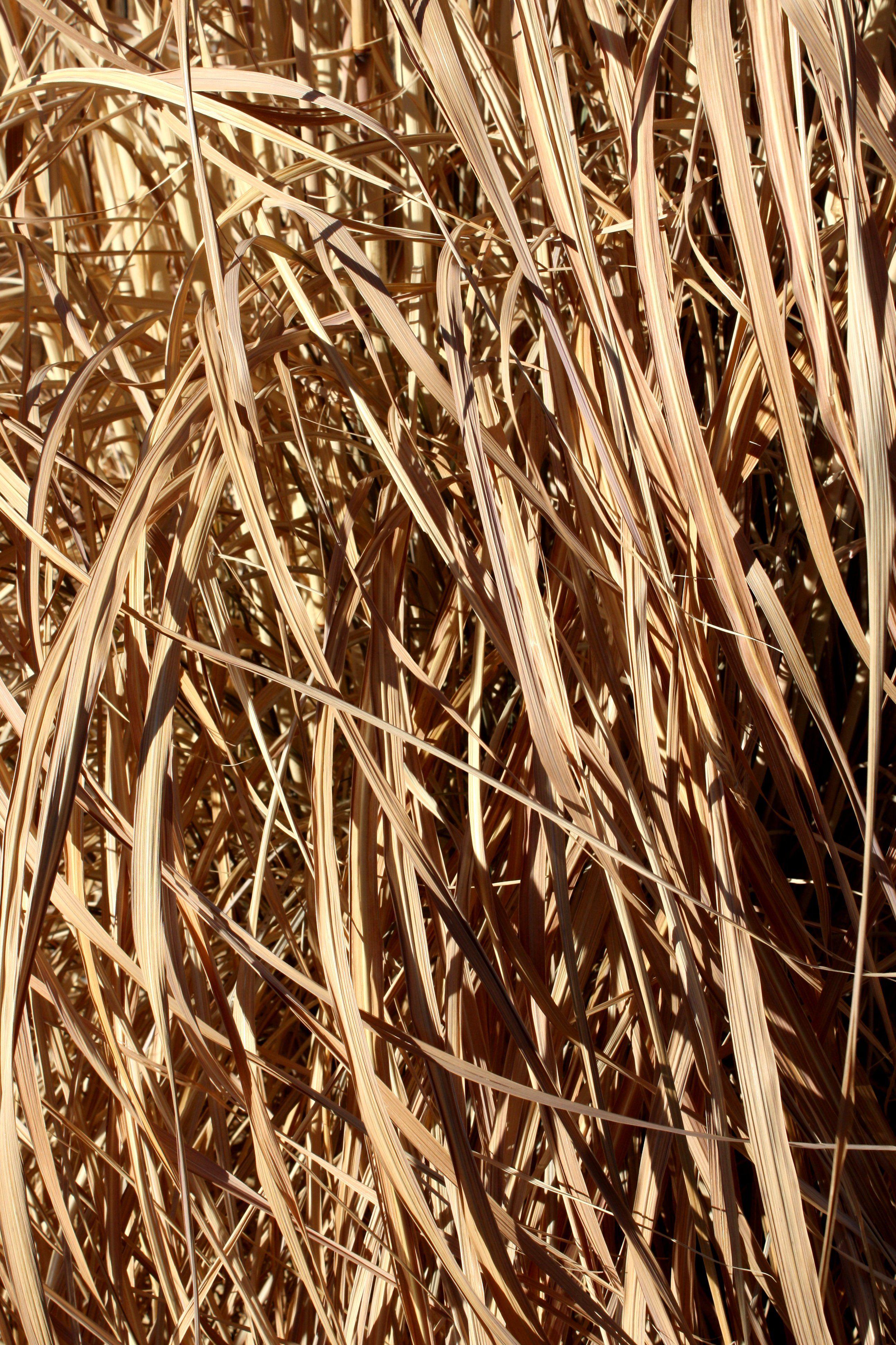 Dead Grass Wallpapers - Top Free Dead Grass Backgrounds - WallpaperAccess