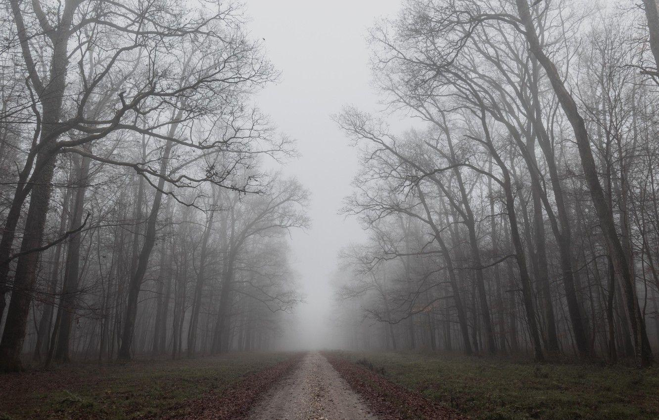 1332x850 Wallpaper dirt, grass, forest, road, trees, nature, dead, autumn, landscapes, fog, trail, branches, path, dry, limbs, fallen leaves image for desktop, section пейзажи