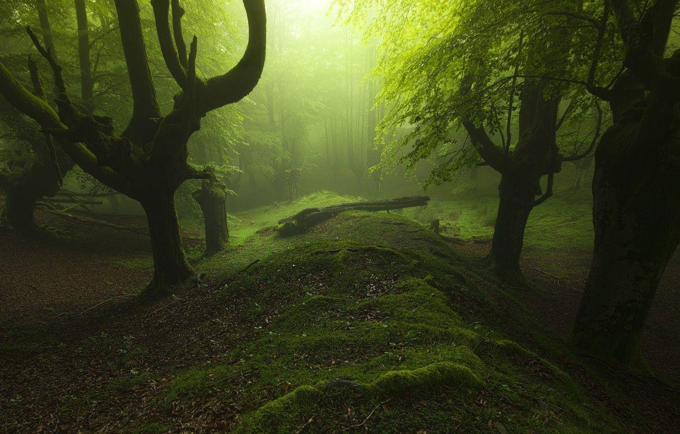1332x850 Wallpaper grass, trees, landscape, nature, leaves, sunlight, trunk, mist, moss, Forest, soft light, dead tree image for desktop, section природа