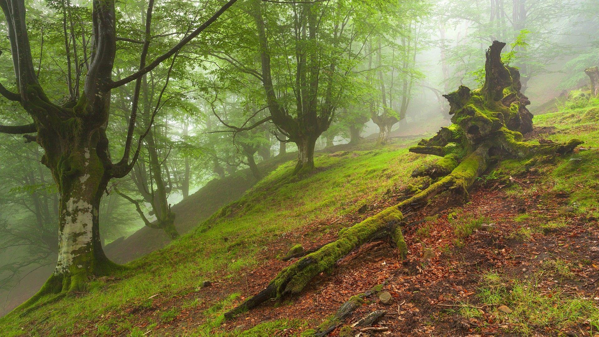 1920x1080 #grass, #dead trees, #moss, #leaves, #branch, #hills, #trees, #nature, #forest, #mist, wallpaper. Mocah.org HD Desktop Wallpaper