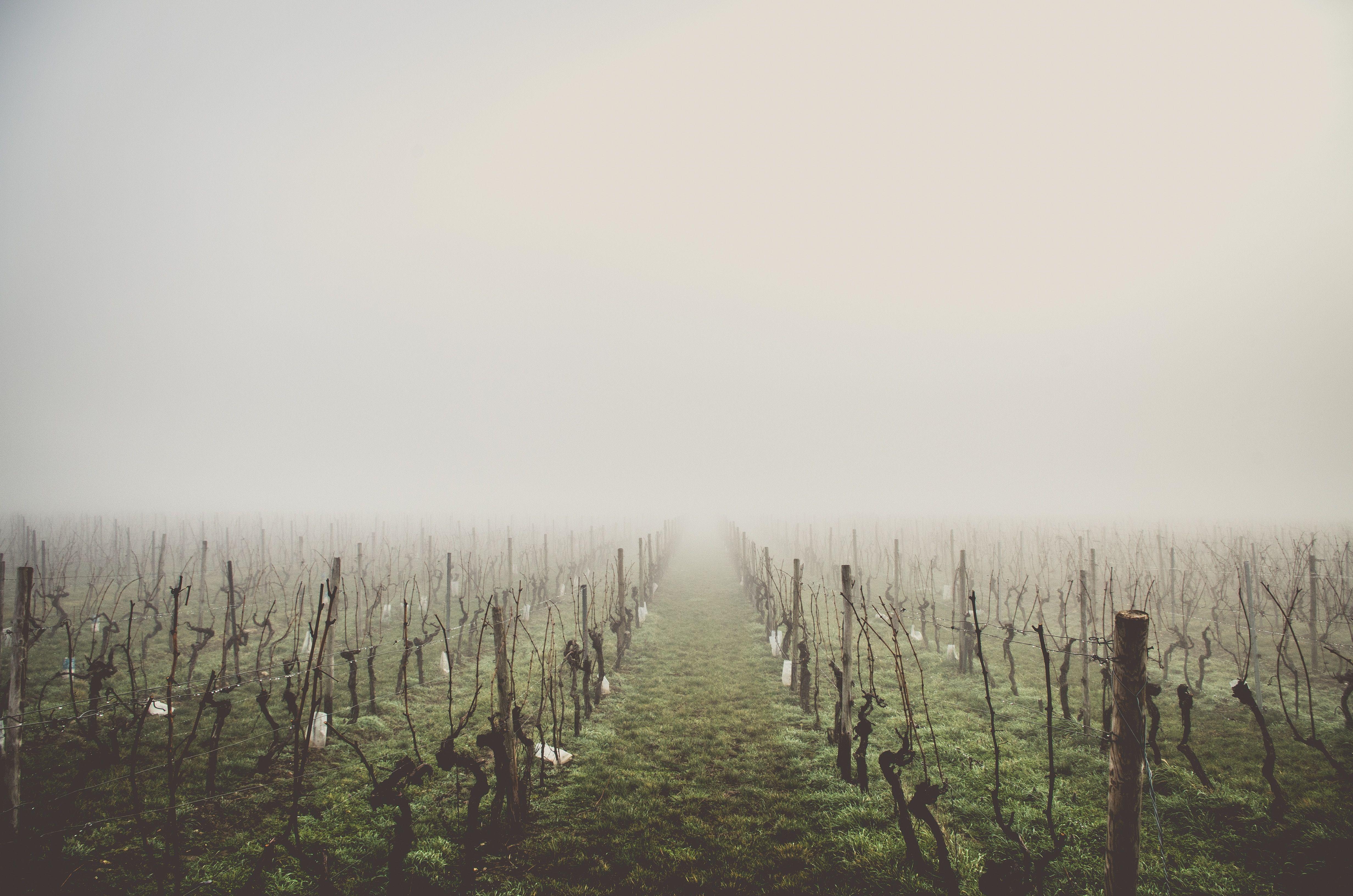 4928x3264 4928x3264 #field, #Free picture, #vineyard, #dead, #haze, #row, #fog, #grass, #sky, #business, #grey, #germany, #morning, #green. Mocah.org HD Desktop Wallpaper