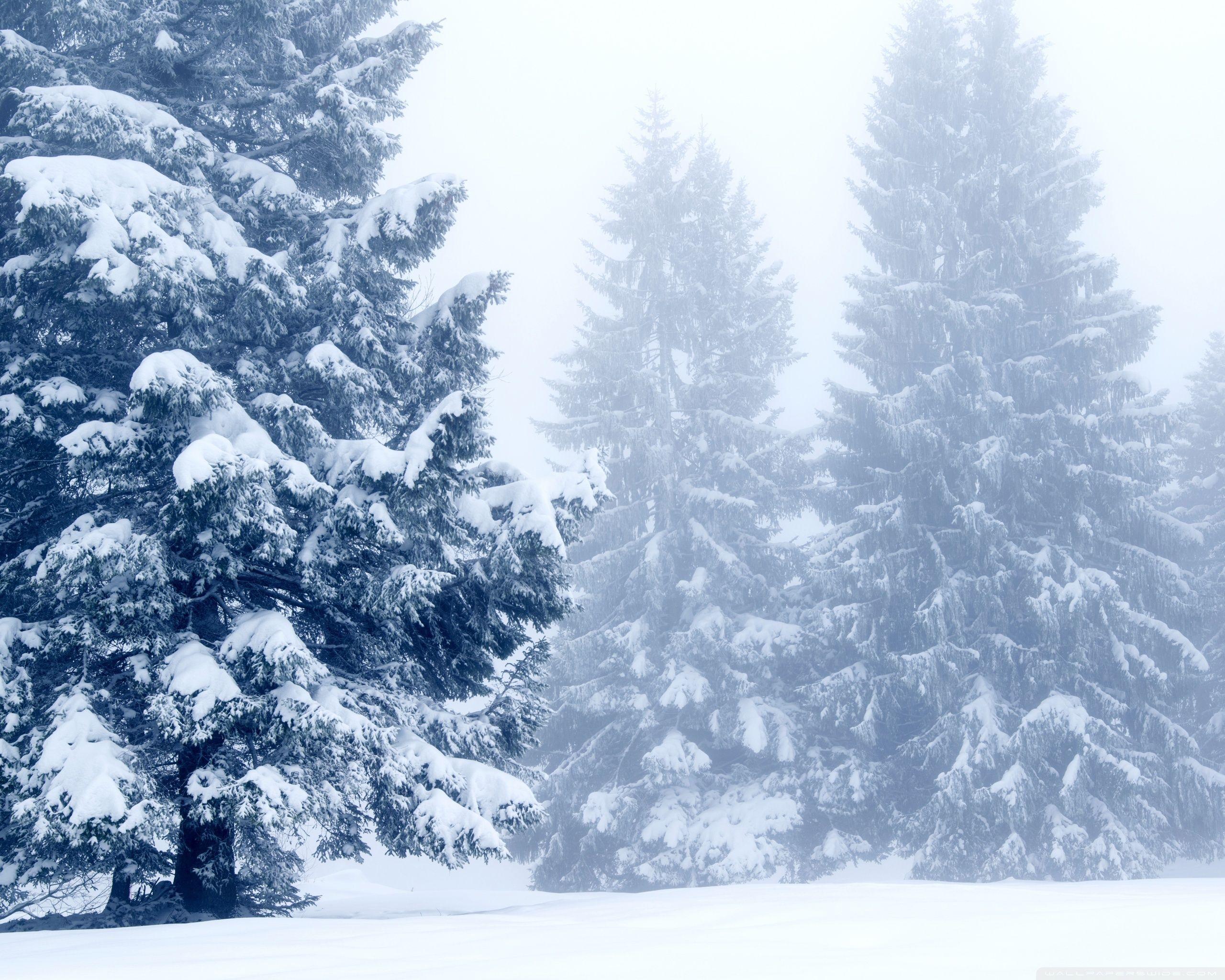 2560x2048 Snowy Trees, Winter Scenery Ultra HD Desktop Background Wallpaper for 4K UHD TV : Widescreen & UltraWide Desktop & Laptop : Tablet