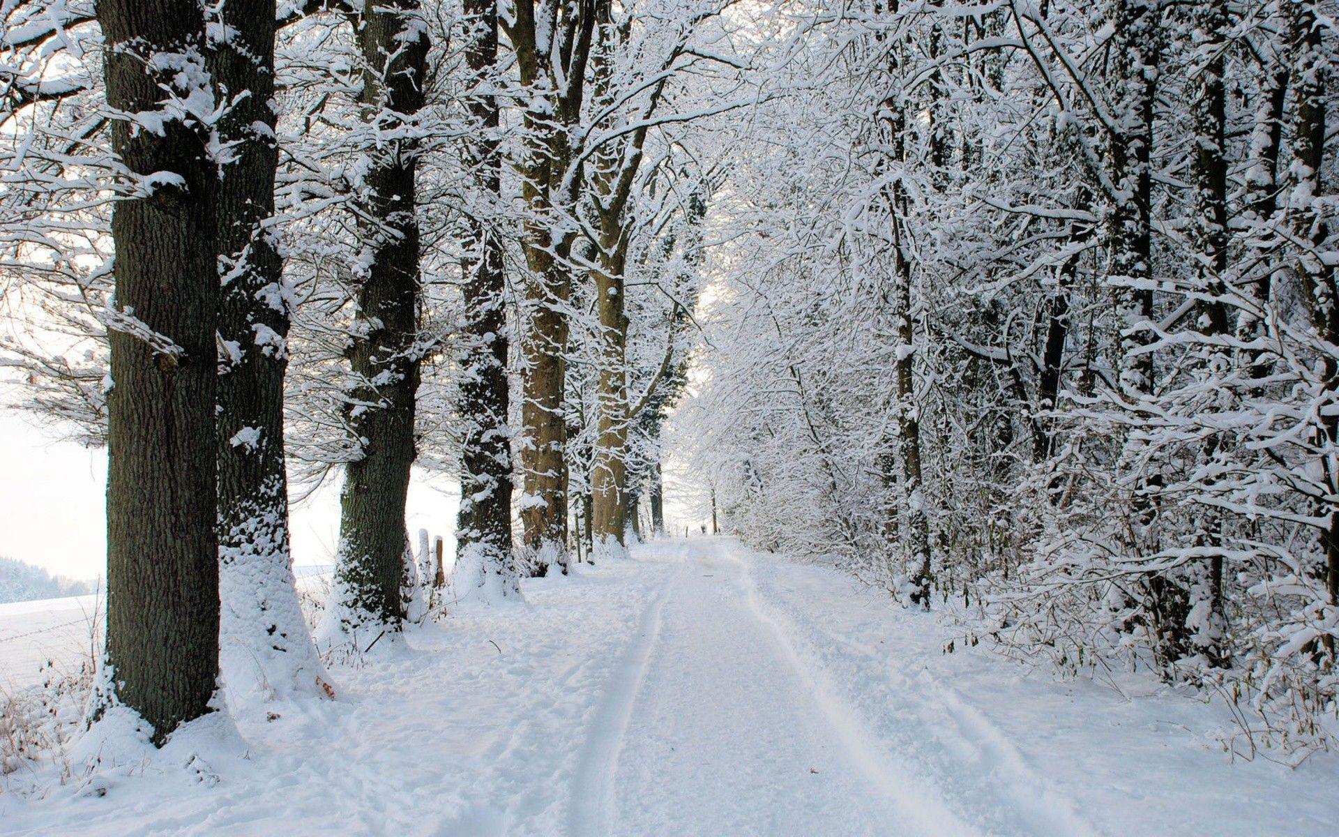 1920x1200 winter, snow, trees, roads, snowy trees, snowy road wallpaper