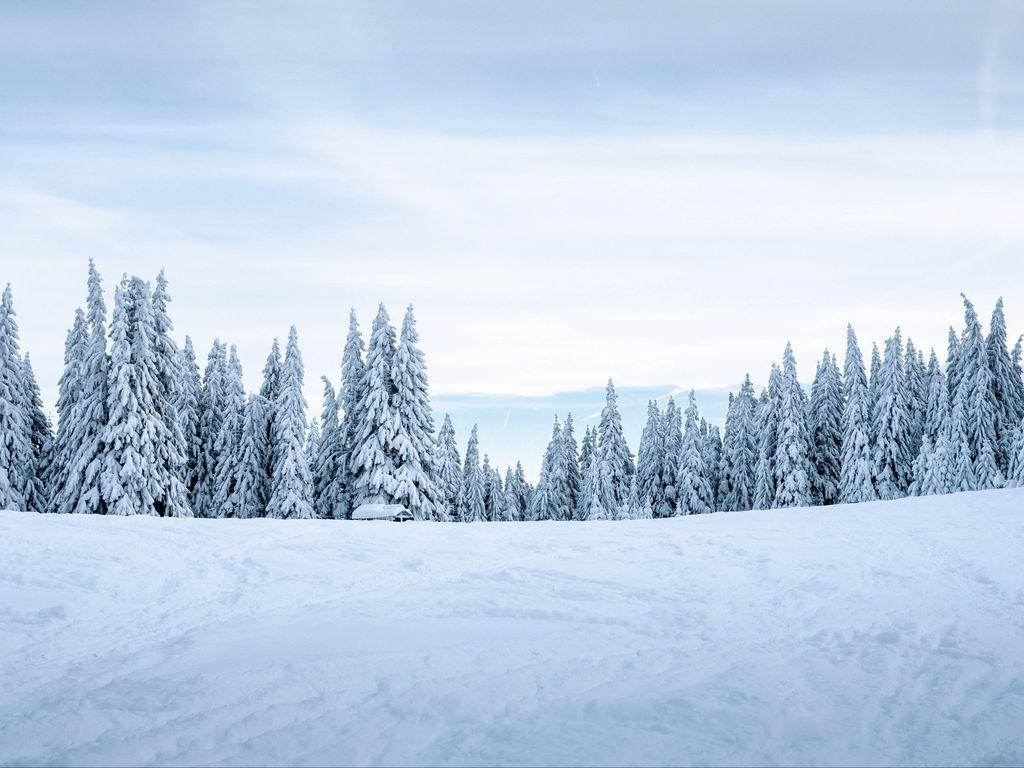 1024x768 Download wallpaper 1024x768 snow, winter, trees, winter landscape, snowy standard 4:3 HD background