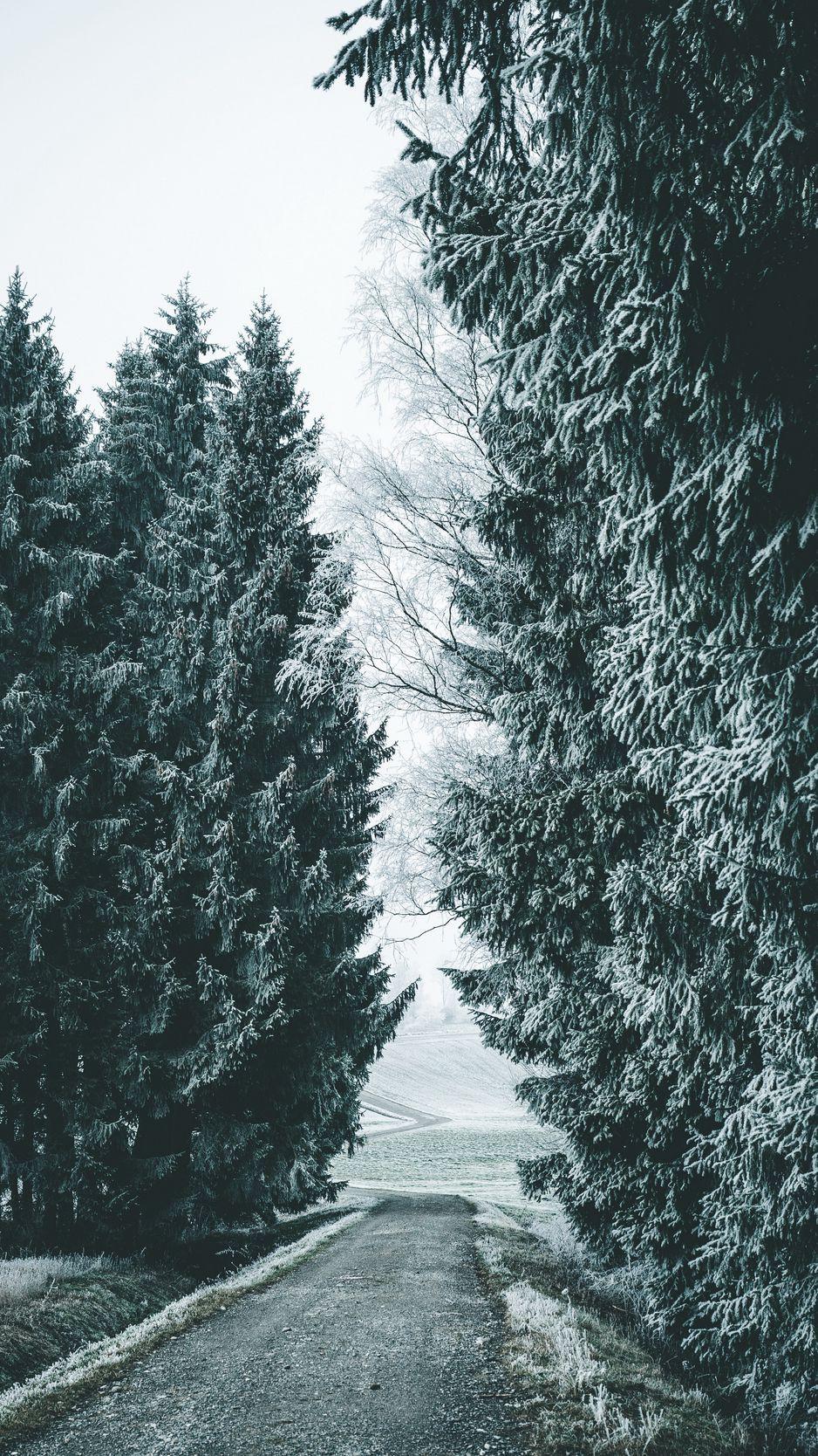 938x1668 Download Wallpaper 938x1668 Forest, Winter, Snow, Trees, Road, Snowy Iphone 8 7 6s 6 For Parallax HD Background