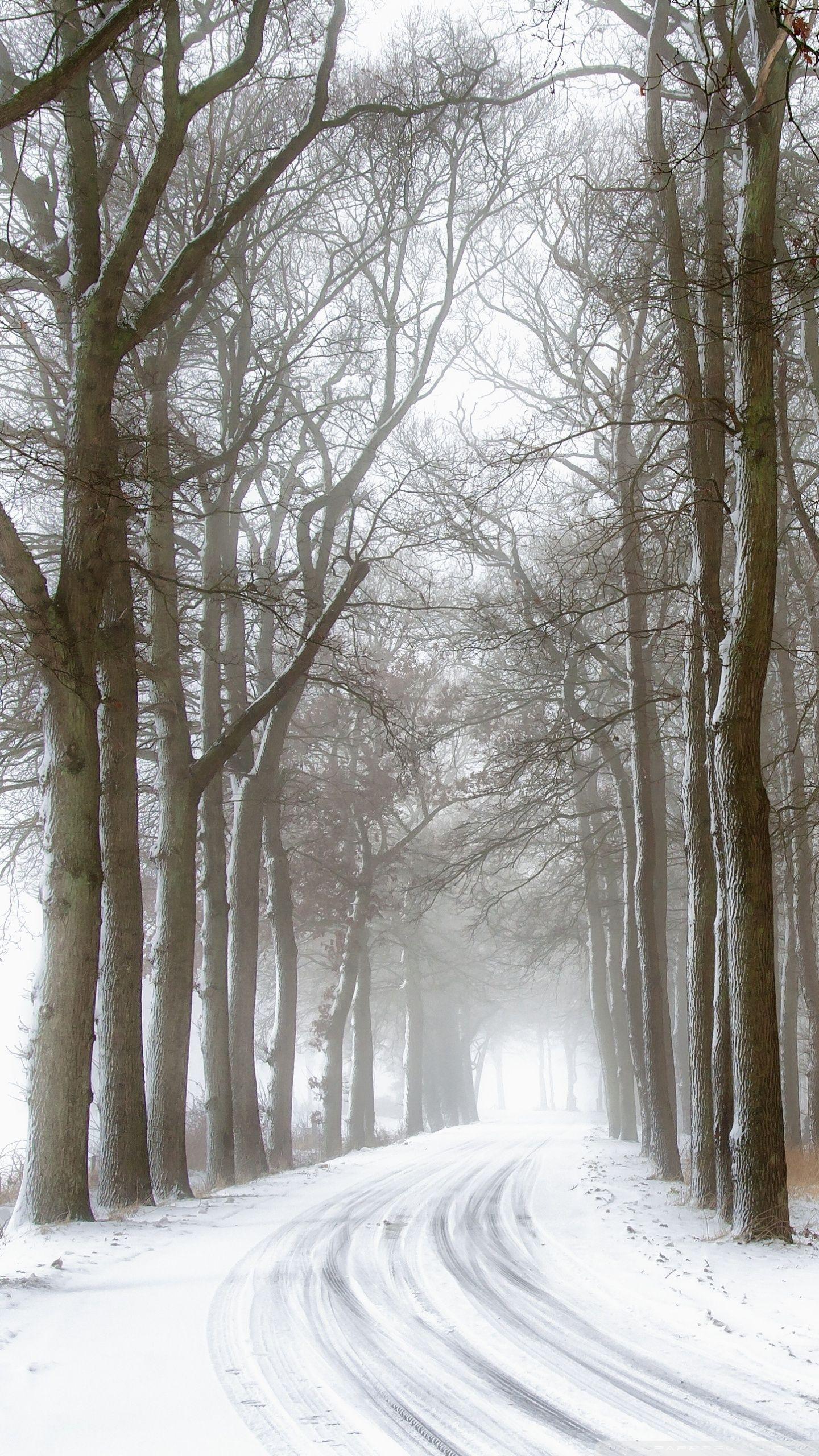1440x2560 Snowy Road and Trees, Winter Ultra HD Desktop Background Wallpaper for 4K UHD TV : Widescreen & UltraWide Desktop & Laptop : Multi Display, Dual & Triple Monitor : Tablet