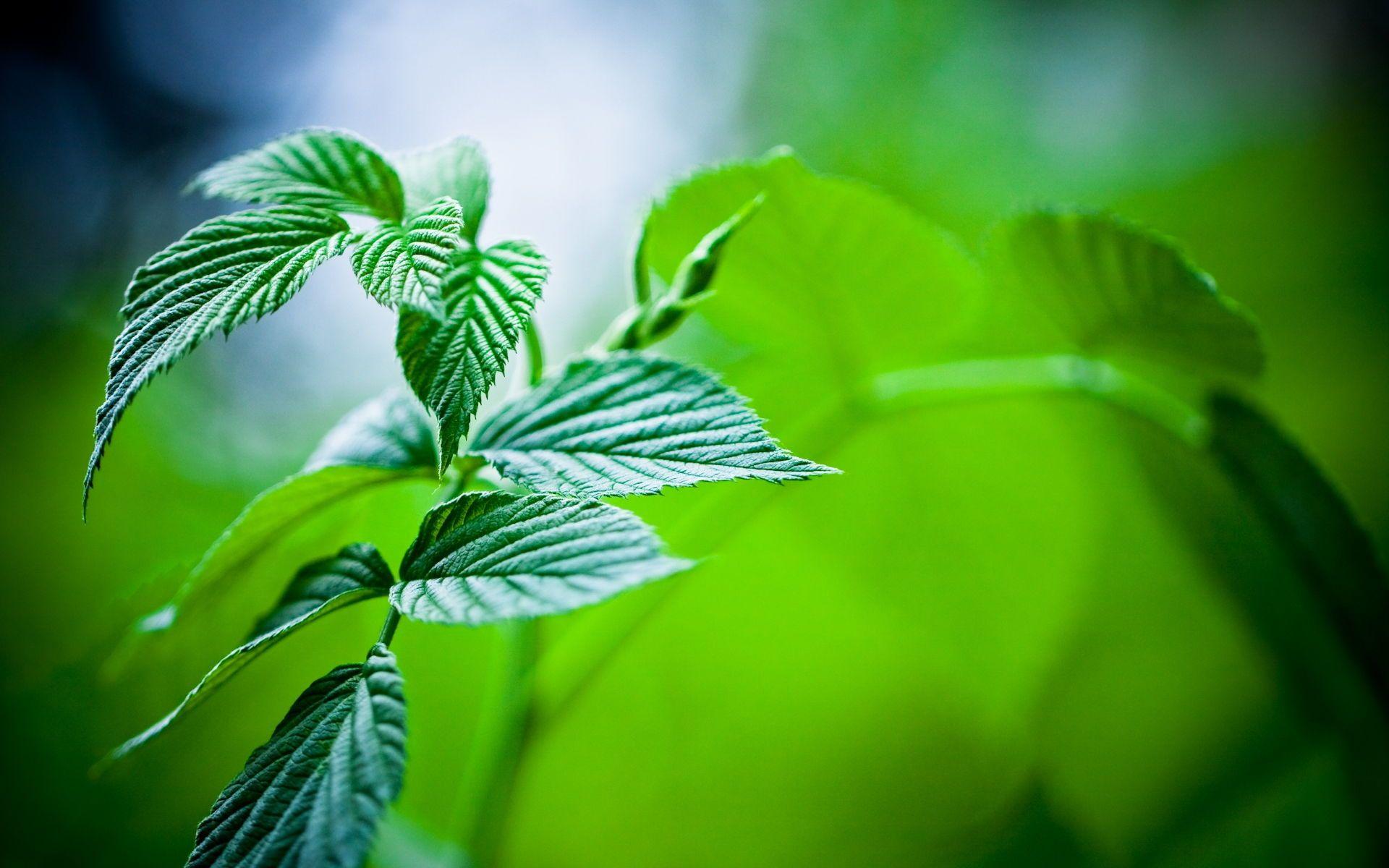 1920x1200 Tea Leaves HD Wallpaper