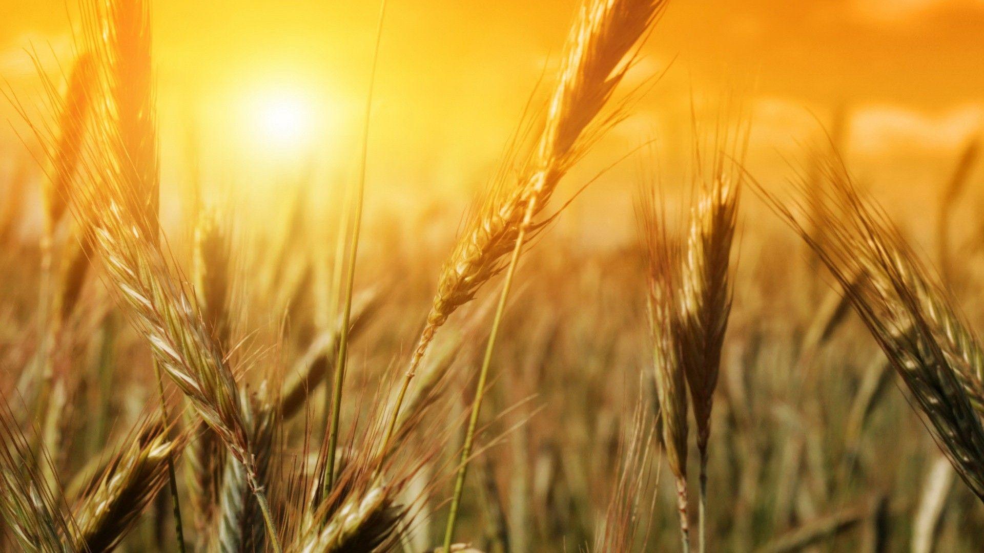 1920x1080 Nature Fields Summer Wheat Sunlight Desktop HD wallpaper