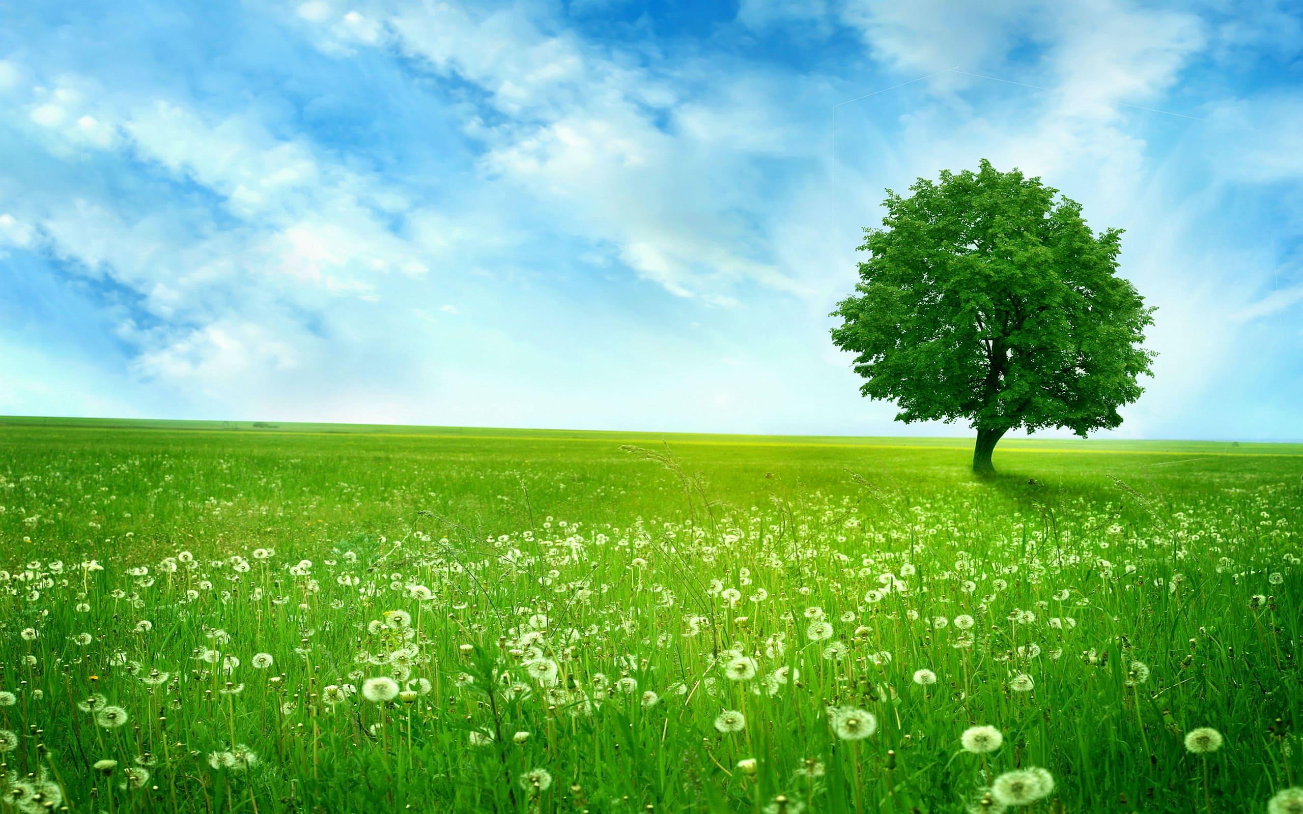 2560x1600 image of Beautiful Summer Nature. 100 Photo for Your Desktop