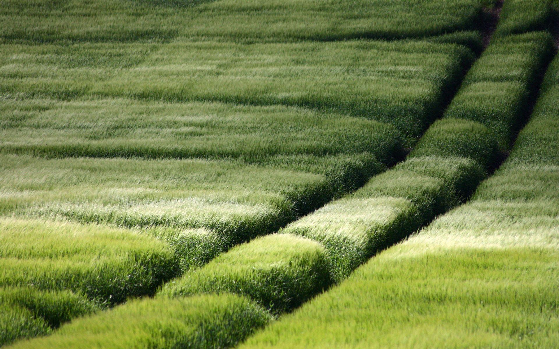 1920x1200 green summer fields Desktop Wallpaperk HD