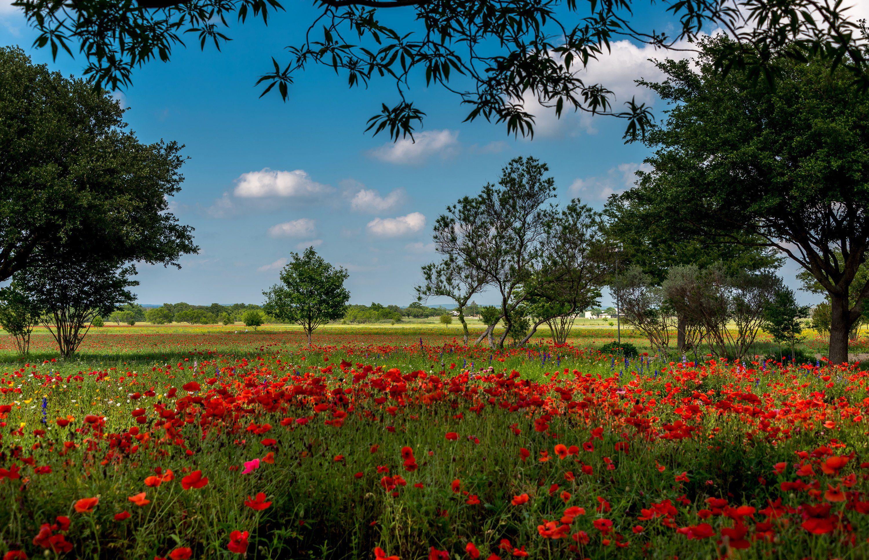 3000x1935 USA Summer Fields Poppies Trees Texas Austin Nature wallpaper wallpaperx1935