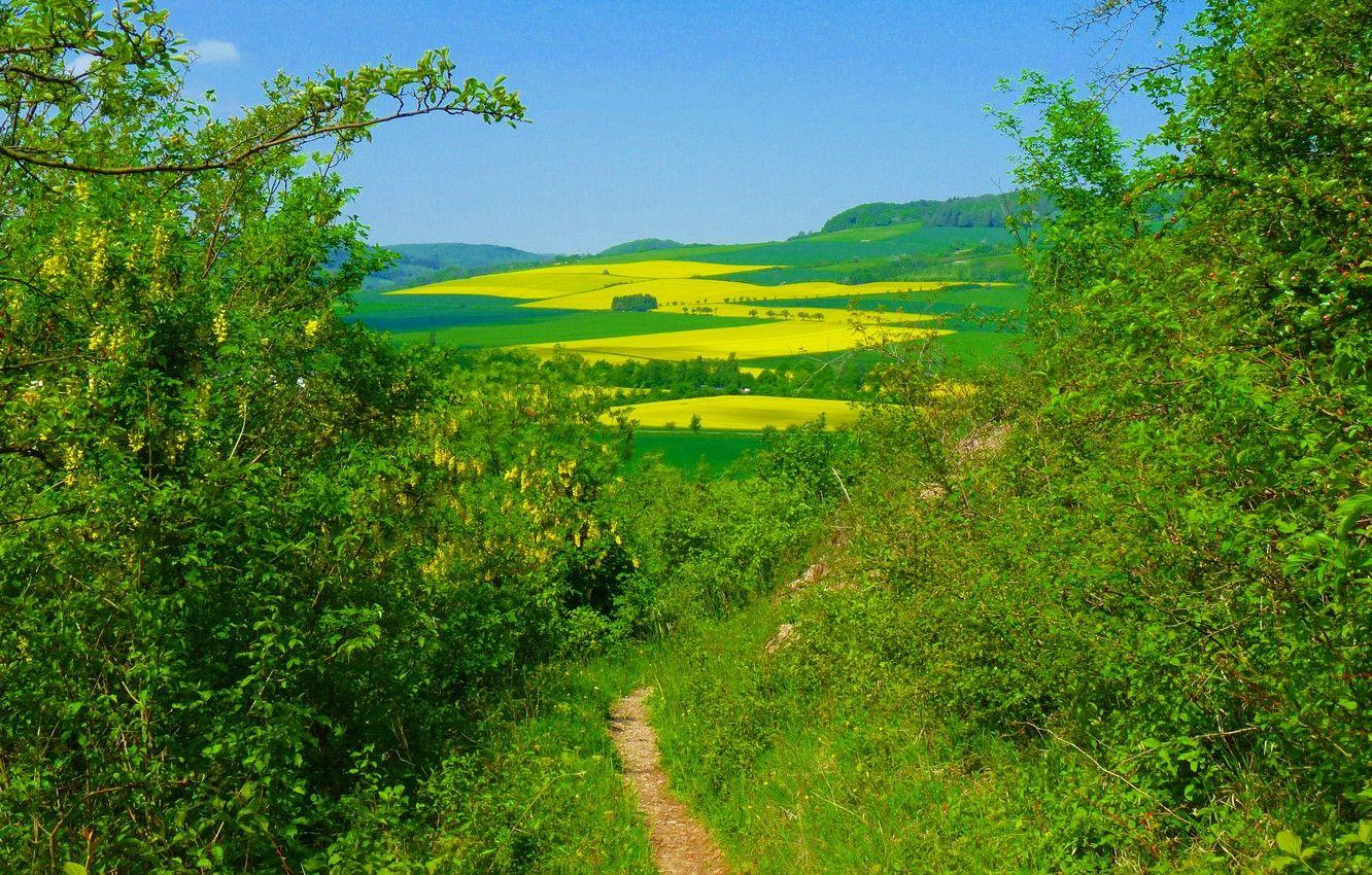 1332x850 Wallpaper greens, nature, green, field, Summer, summer, nature, fields image for desktop, section пейзажи