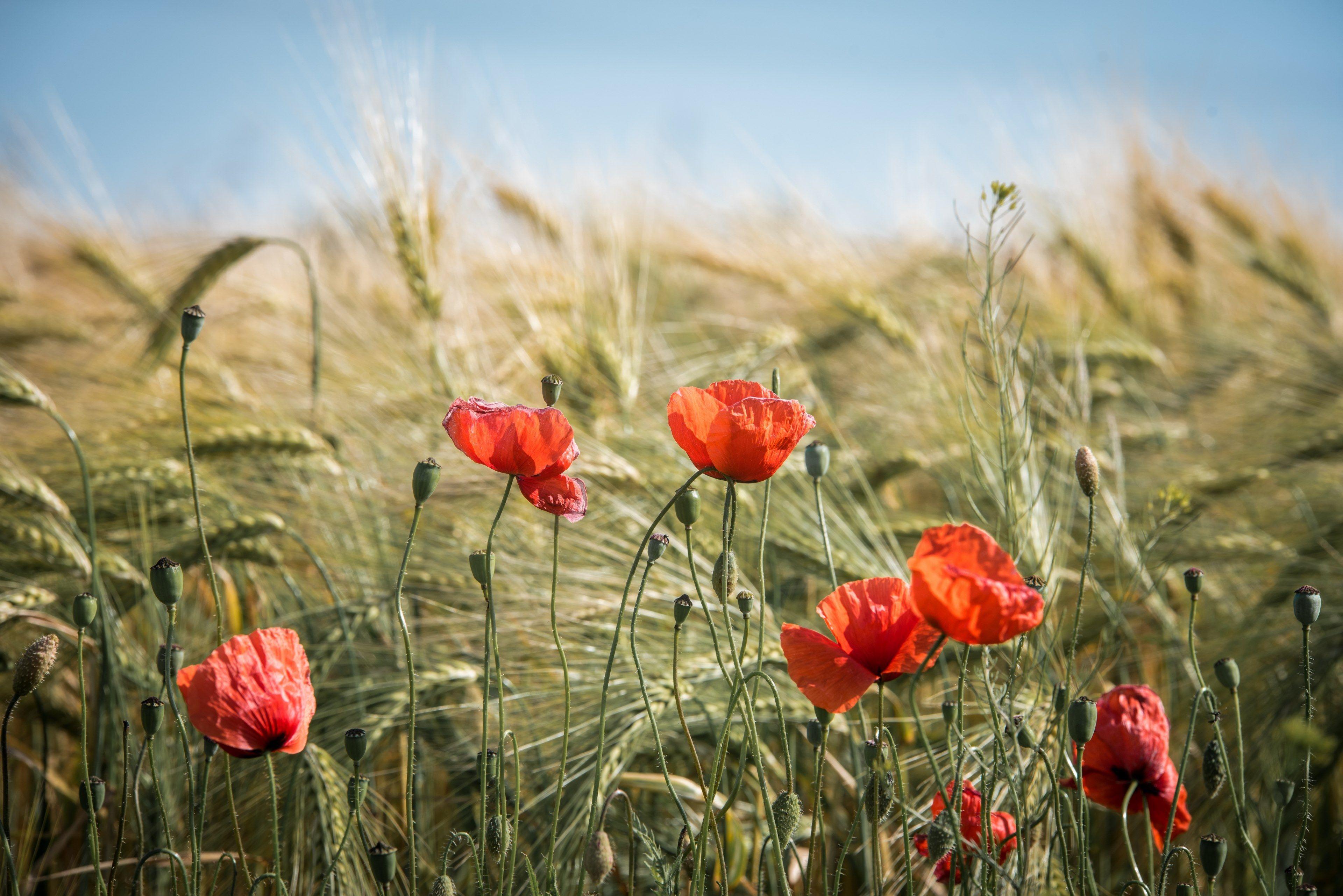3840x2563 Wallpaper / summer field nature cereals landscape fields 4k wallpaper