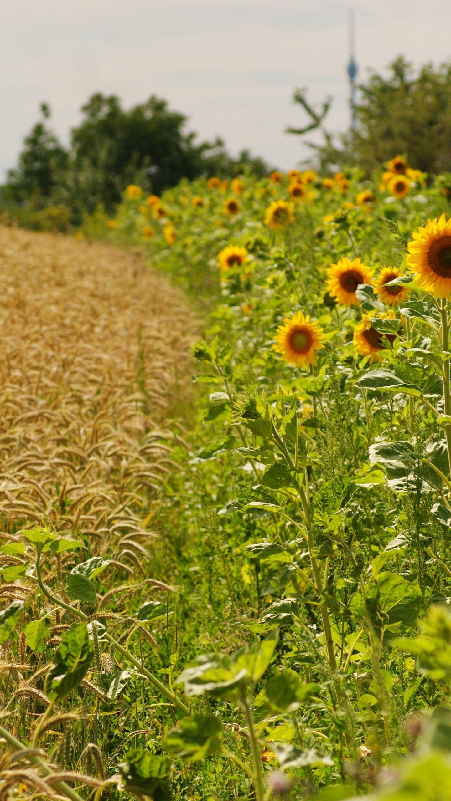 1440x2560 Download wallpaper 1440x2560 sunflowers, ears, summer, fields, border qhd samsung galaxy s s edge, note, lg g4 HD background