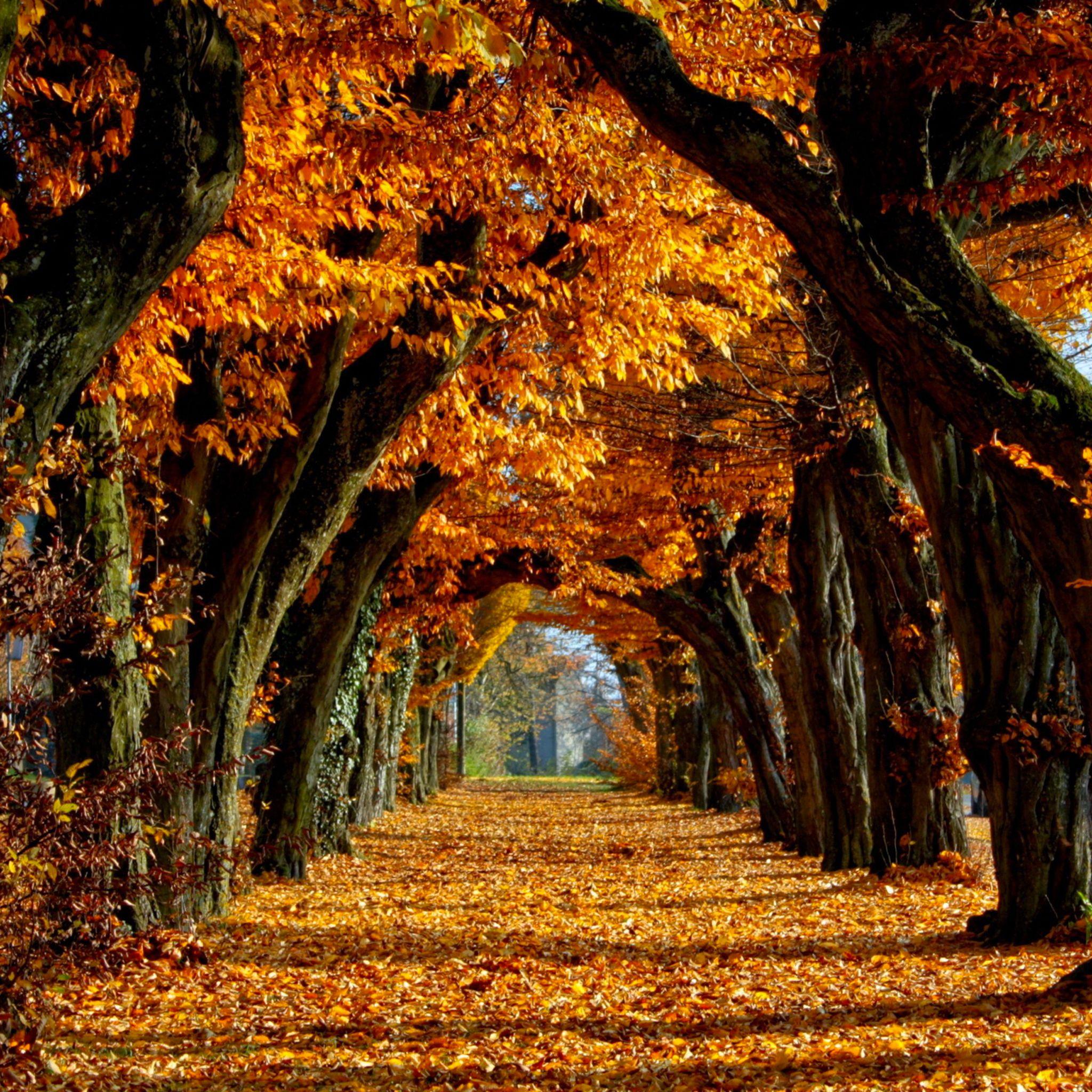 2048x2048 Autumn Autumn 3wallpaper iPad Autumn Autumn iPad For Fall HD Wallpaper