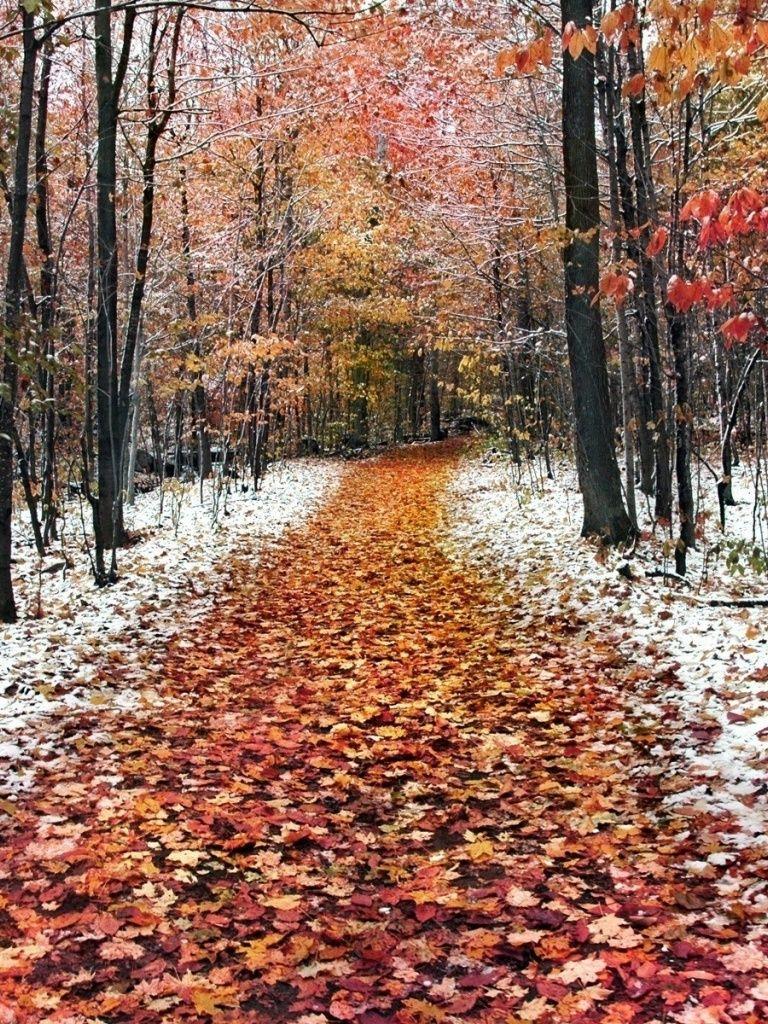 768x1024 Autumn Path Trees & Snow Autumn Early Winter Wallpaper & Background Download