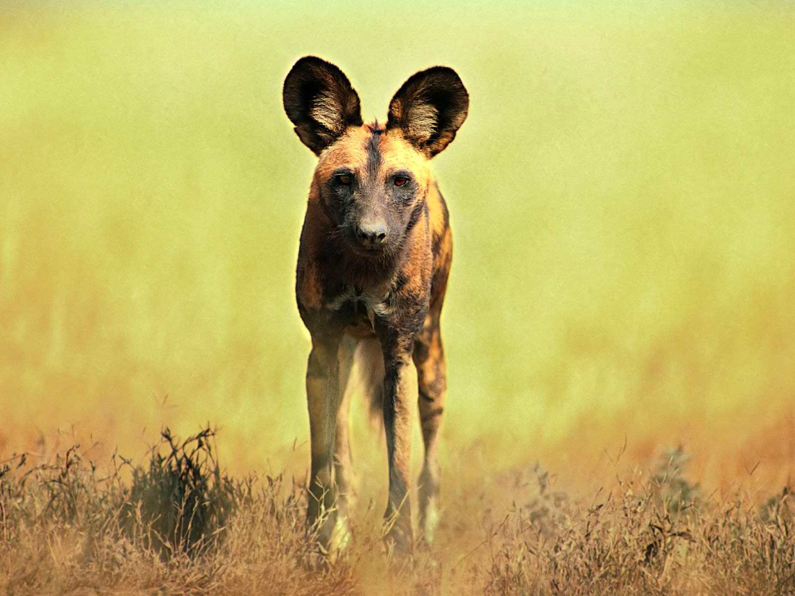 1600x1200 Wild Dog Wallpaper