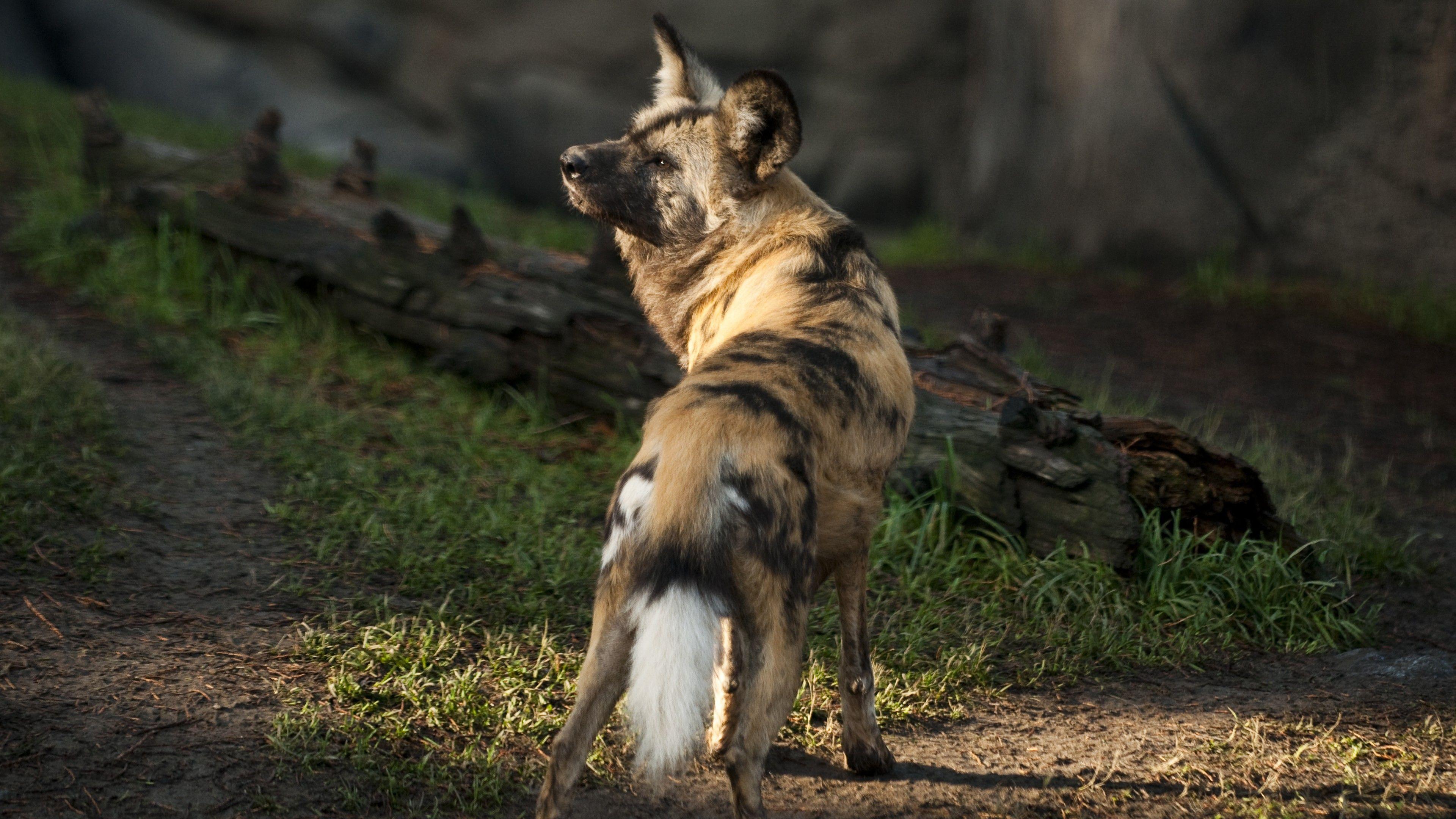 3840x2160 Wallpaper Wild dog, African wild dog, sun, sunny day, predator, fur, wild, green grass, Animals