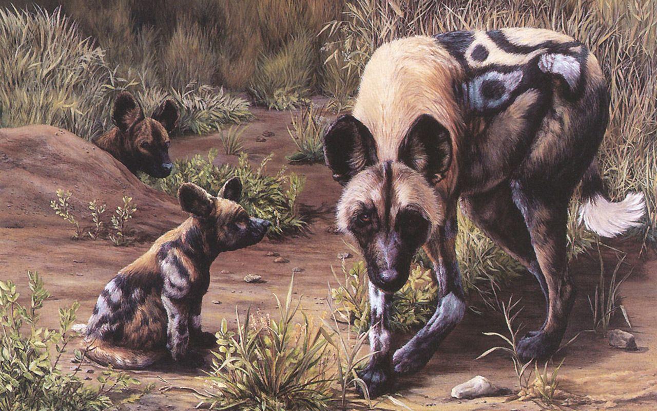 1280x800 Tags : A, African Wild Dog Wallpaper HD Image, dogs 1996 - African Wild Dog Wallpaper