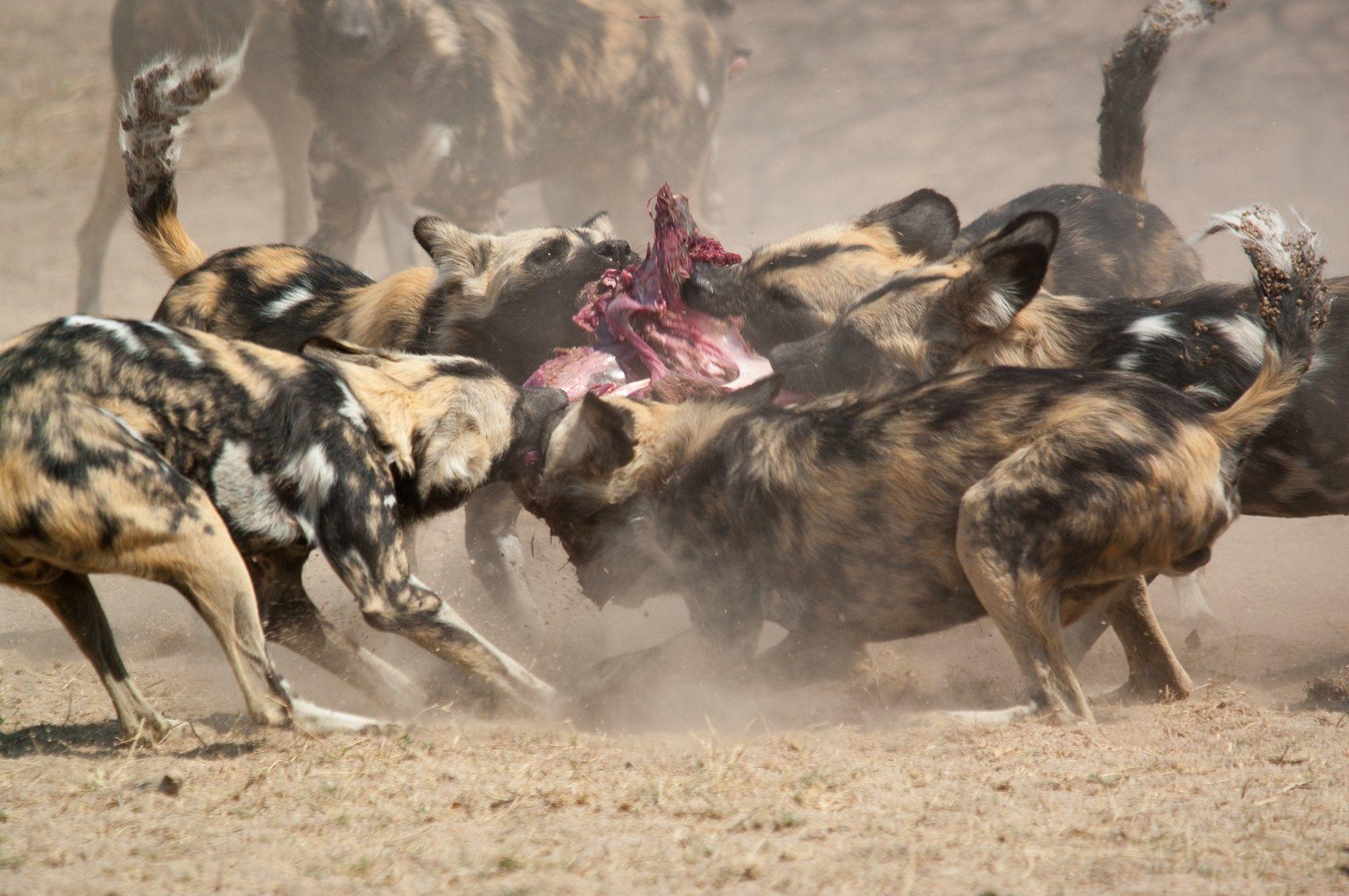 2000x1329 African wild dogs hunt hunger violent 850 - African Wild Dog Wallpaper