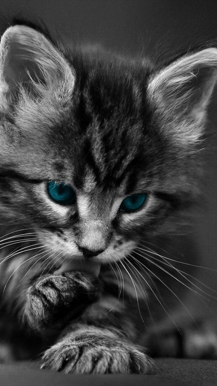 720x1280 Cats Wallpaper Cell Phone Kitten Wallpaper HD Wallpaper & Background Download