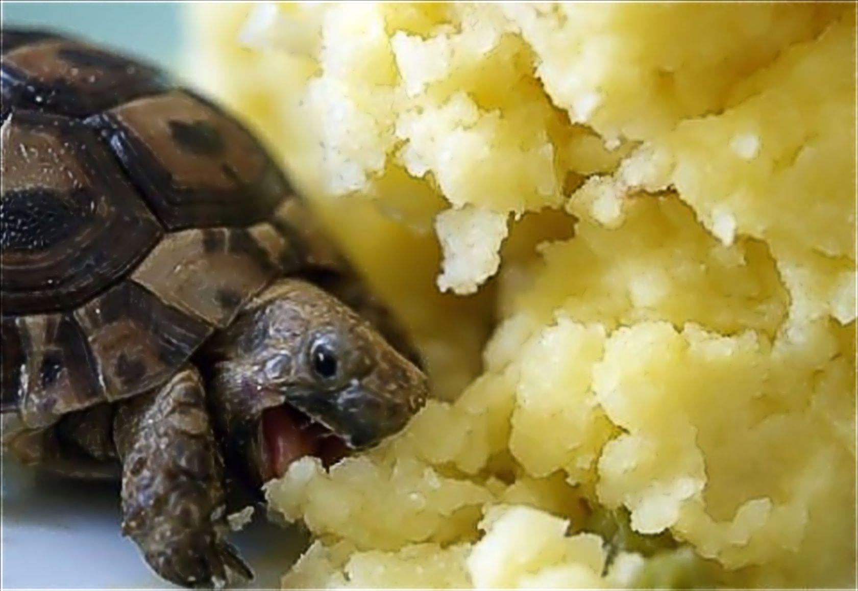 1681x1159 Download Wallpaper, Download 1024x768 turtles mashed potatoes 1681x1159 wallpaper Animals HD Wallpaper, Hi Res Animals Wallpaper, High Definition Wallpaper
