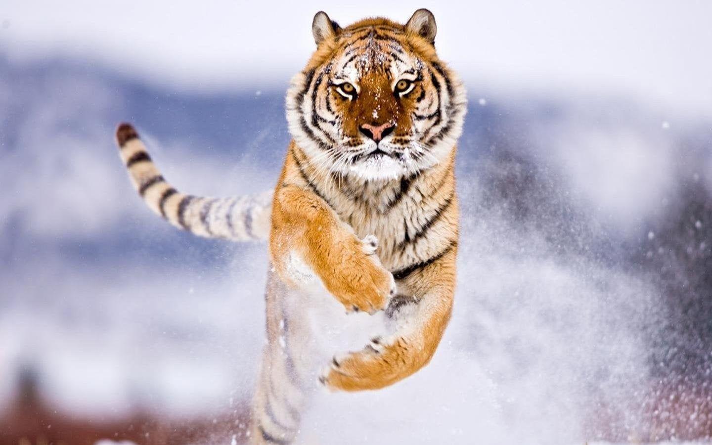 1440x900 Majestic Tiger HD Wallpaper (1280x1080): wallpaper