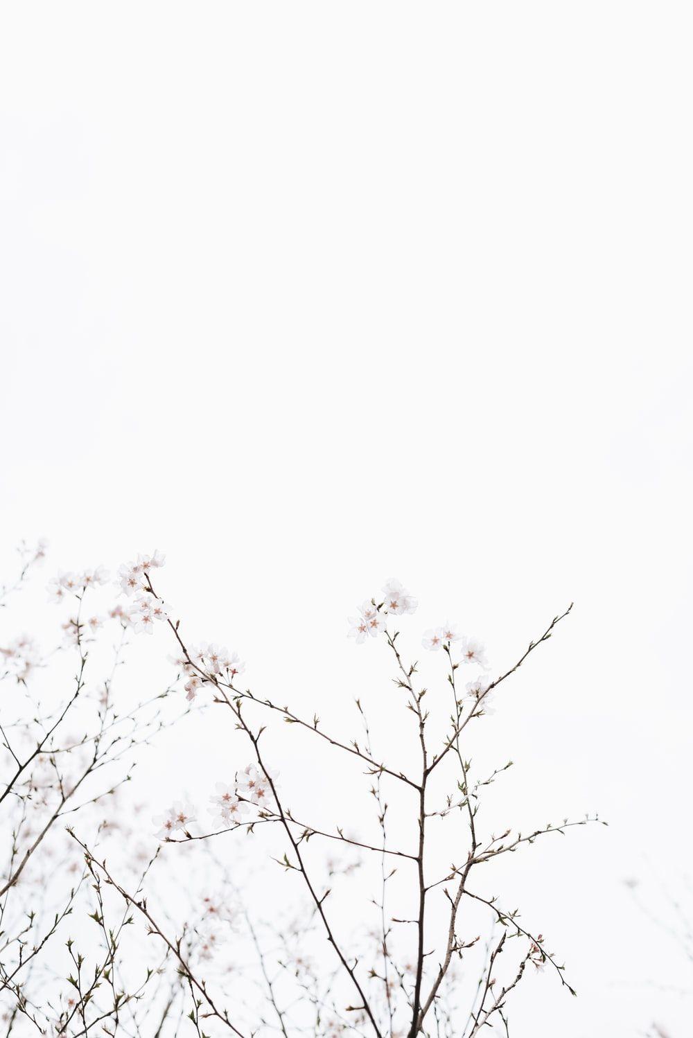 1000x1498 White Background Image: Download HD Background