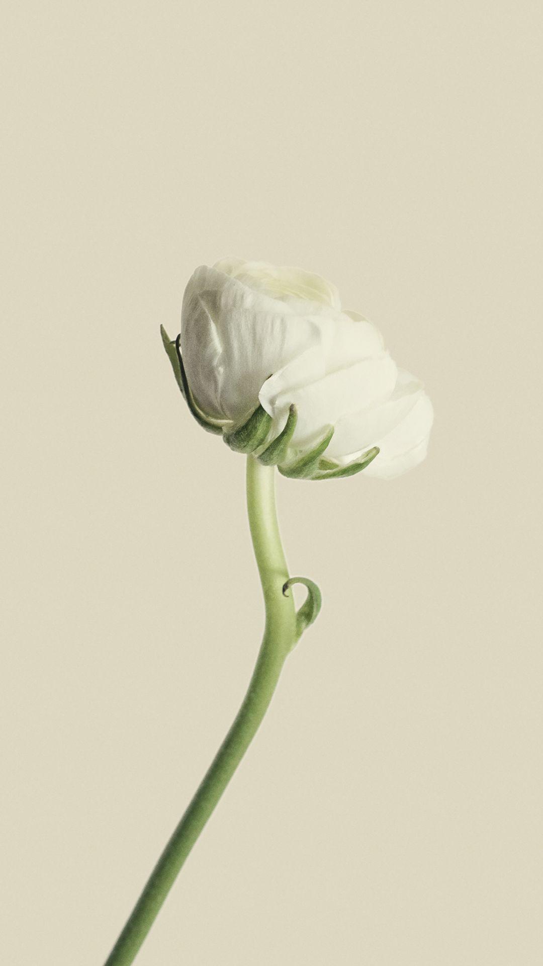 1080x1920 Simple White Flower iPhone Background