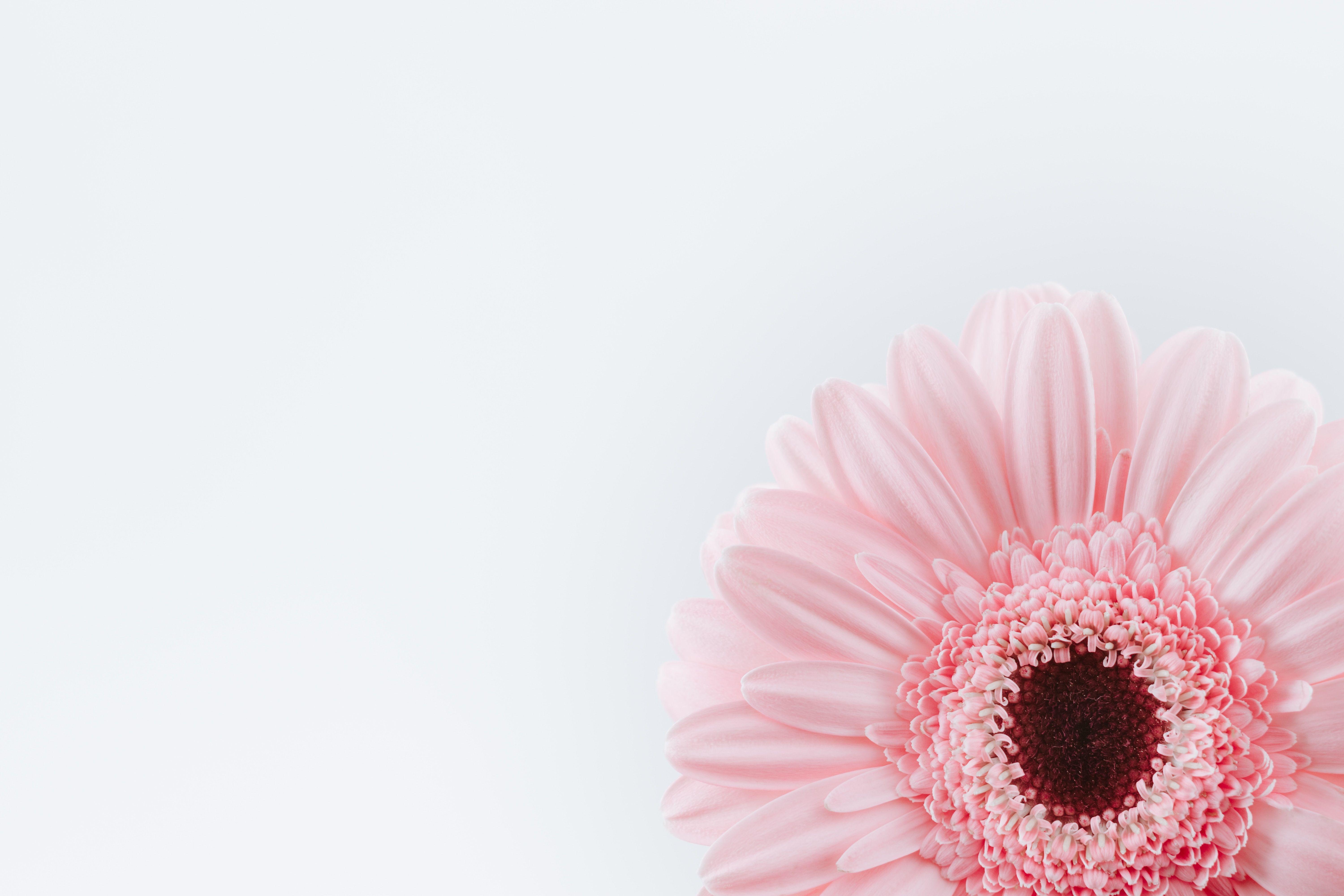 6000x4000 Flower Petals Petals Flowers Minimalism White White Background Simple Nature Pink Wallpaper:6000x4000