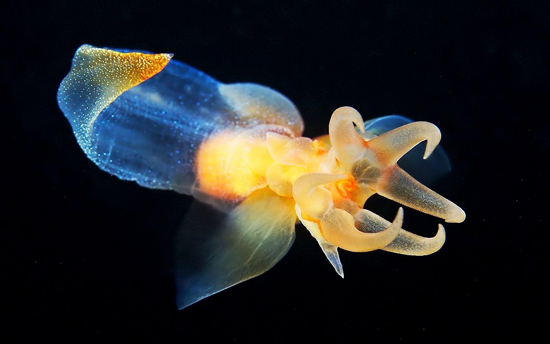 1920x1200 Title Animal Squid Wallpaper S9 HD Wallpaper