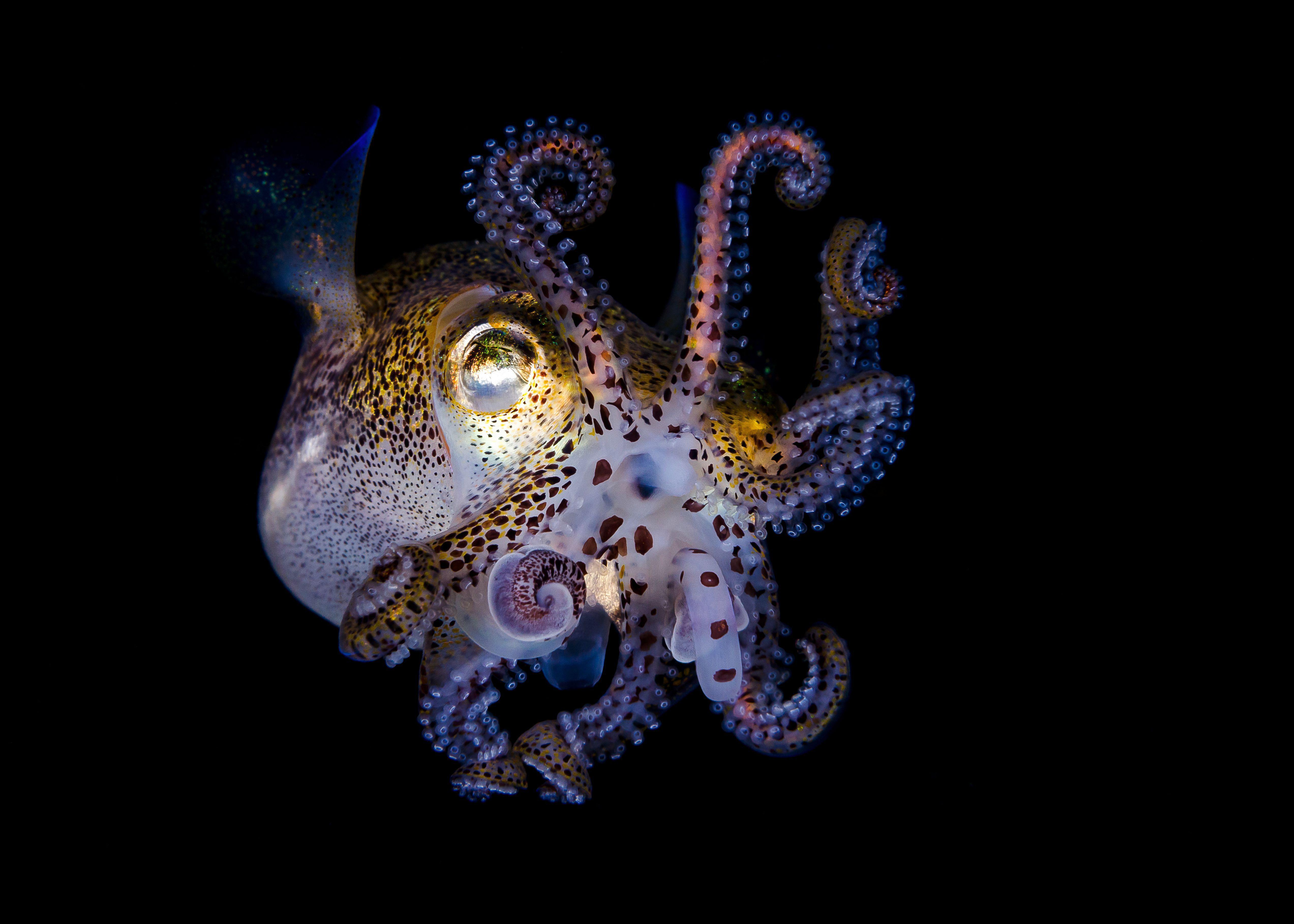 Морское головоногое. Головоногие моллюски осьминог. Кальмар осьминог каракатица. Биолюминесцентный осьминог. Euprymna berryi.