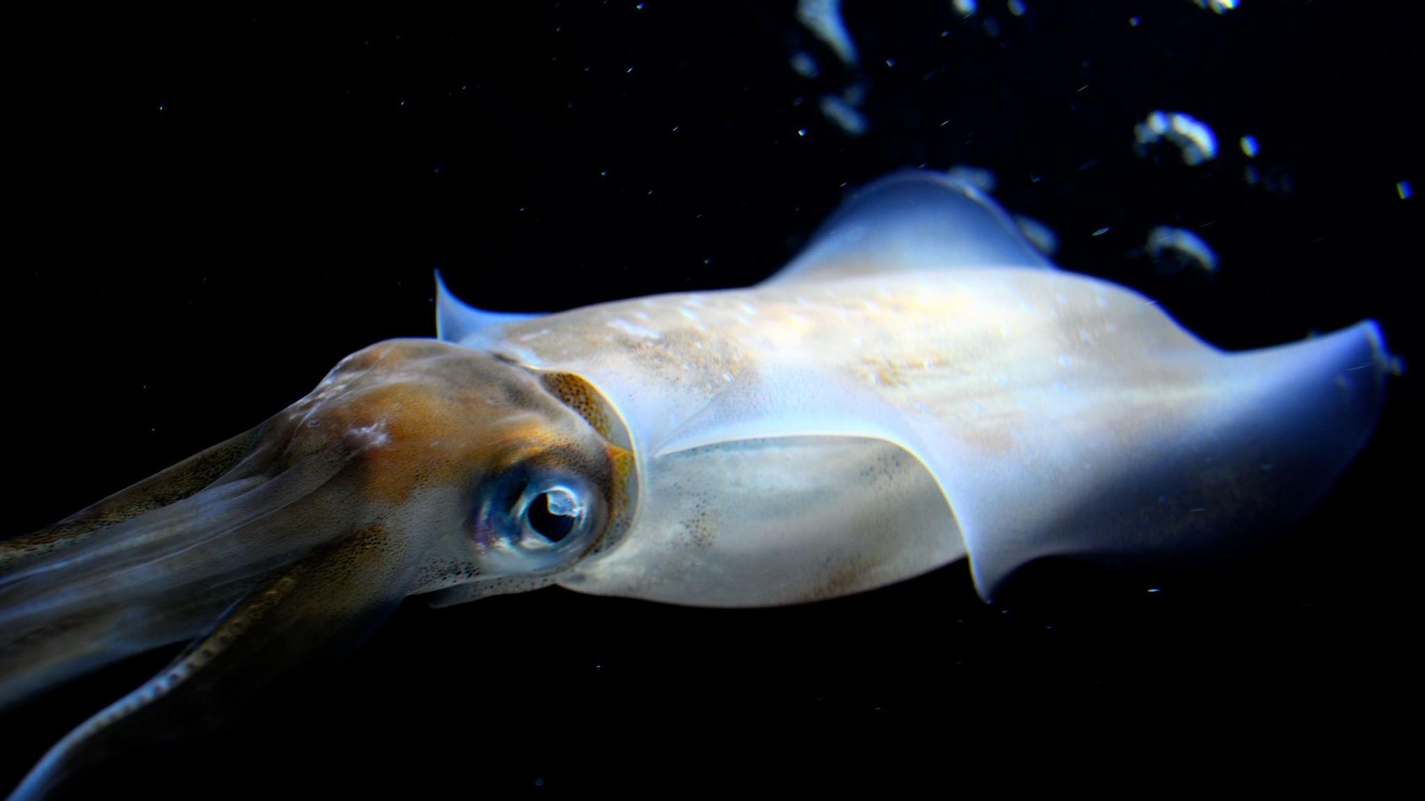 Фото кальмара. Каракатицевидный кальмар. Нектон кальмар. Sthenoteuthis Pteropus. Кальмары (Teuthida.