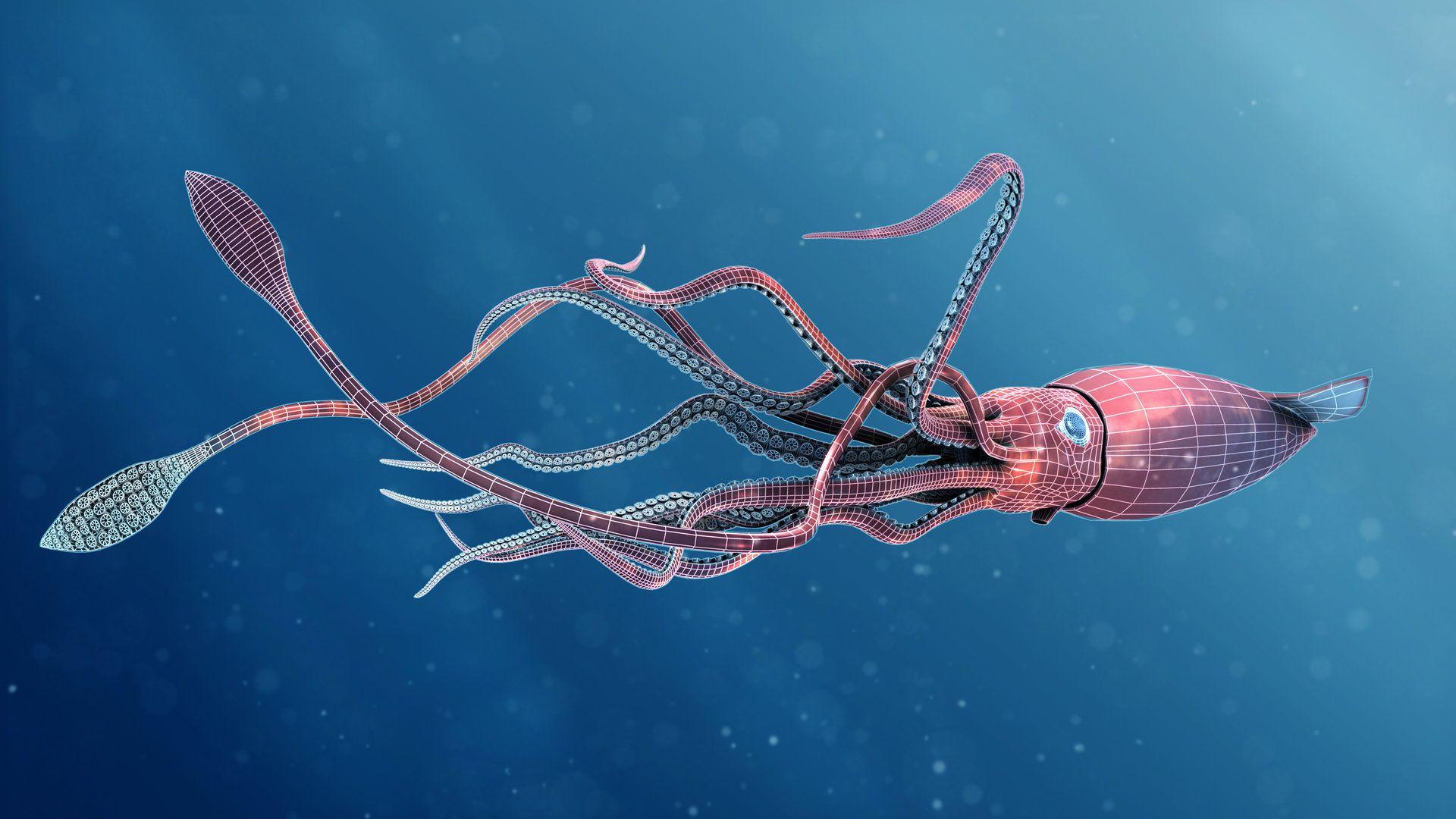 Squid HD Wallpapers - Top Free Squid HD Backgrounds - WallpaperAccess