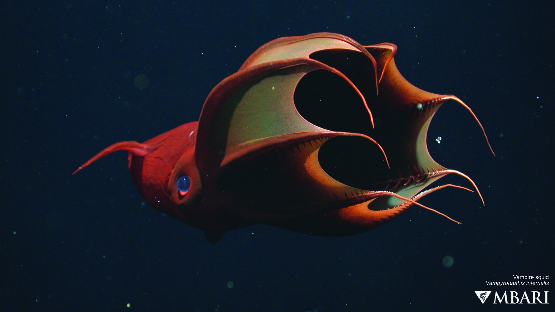 1920x1082 Vampire squid